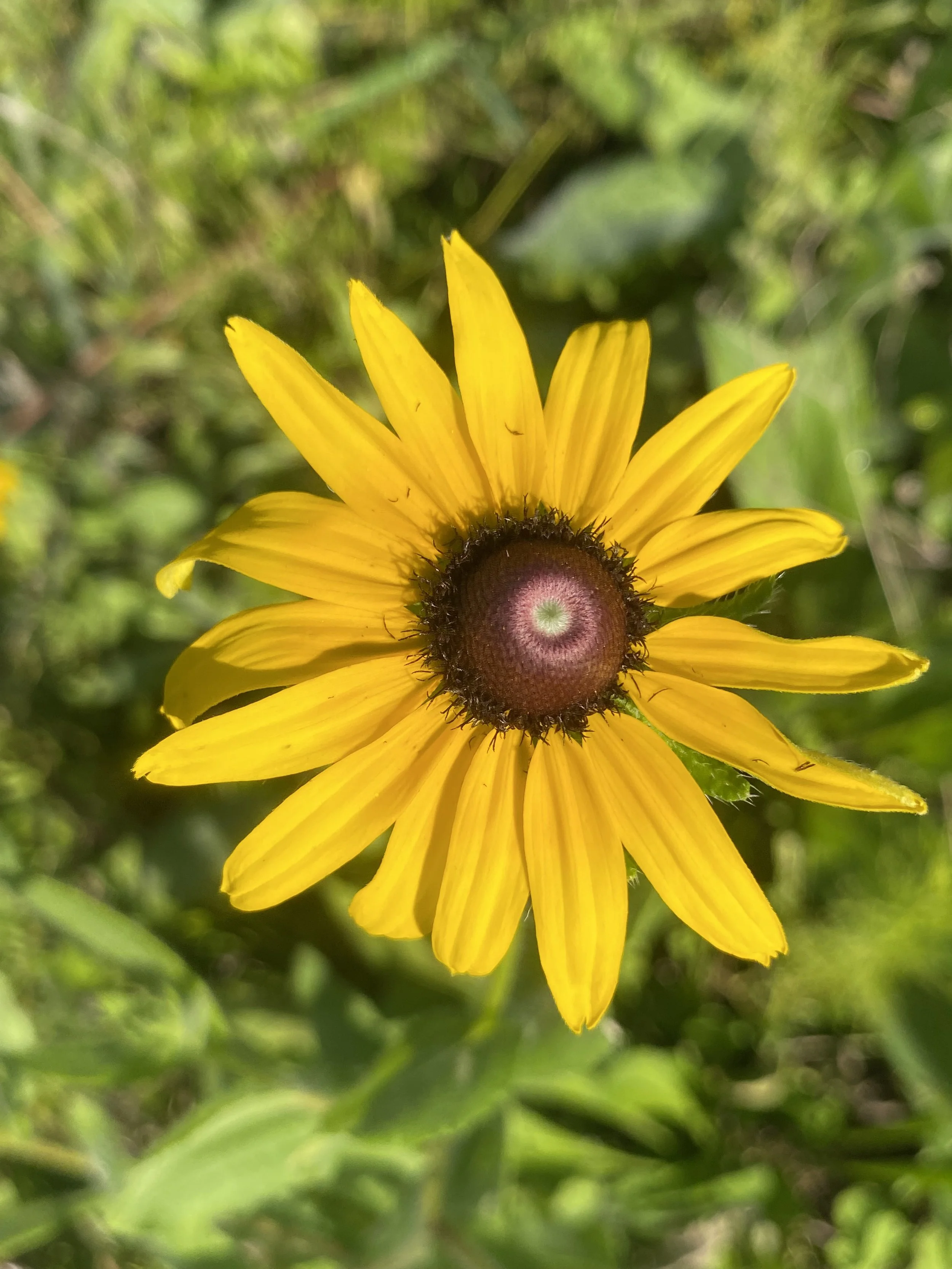 Black-eyed Susan