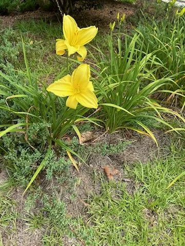 Daylily 'Hyperion'.jpg