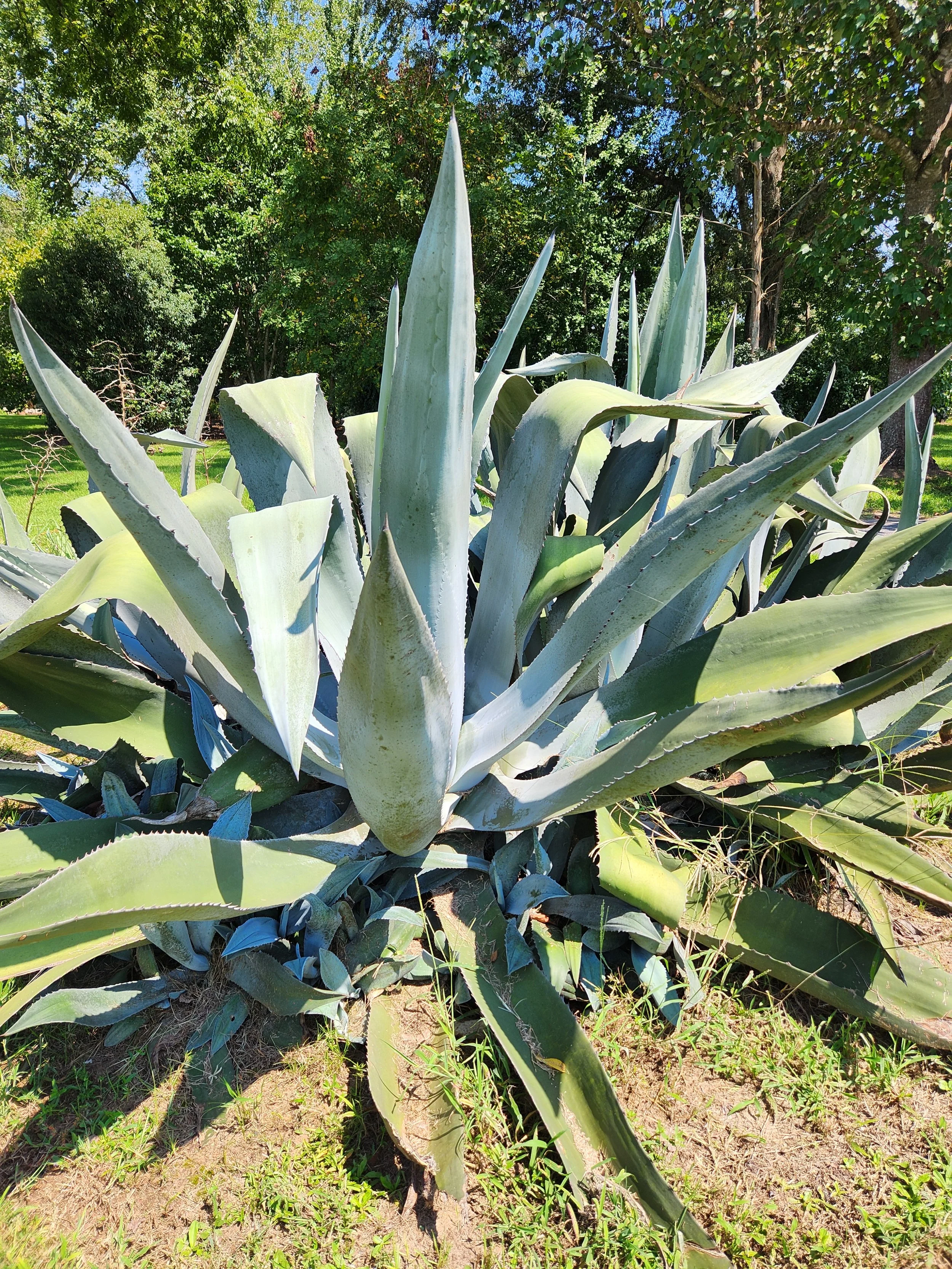 Century plant/agave