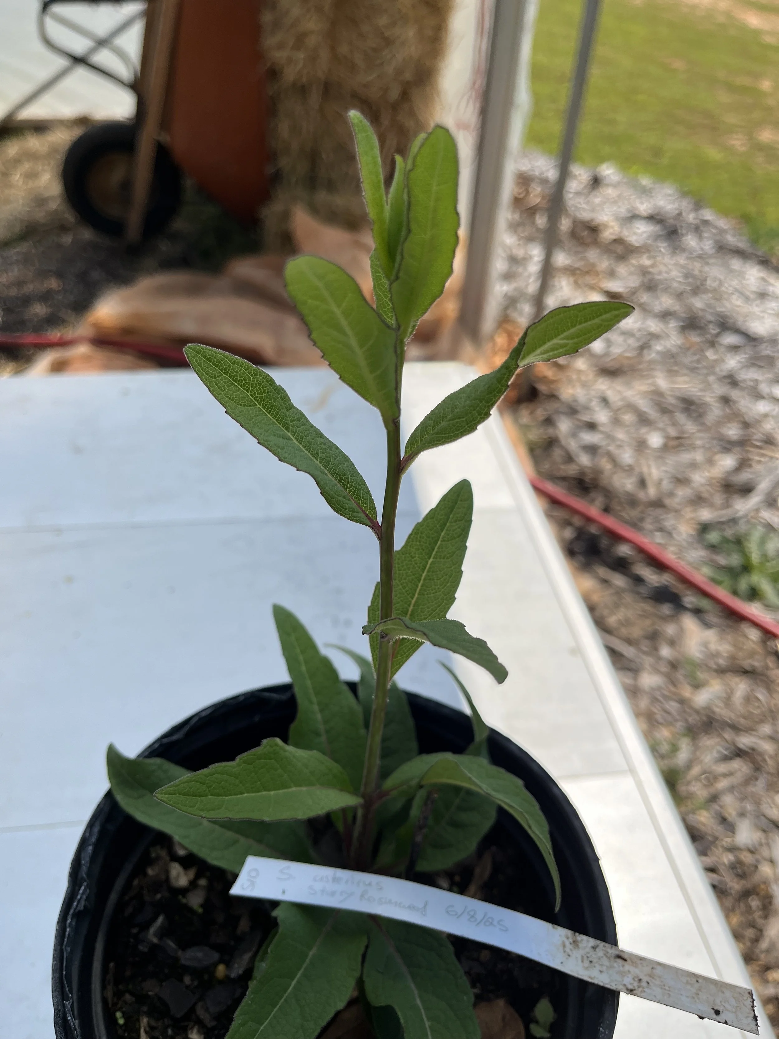 Starry rosinweed.jpeg