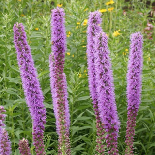 Prairie Blazing Star