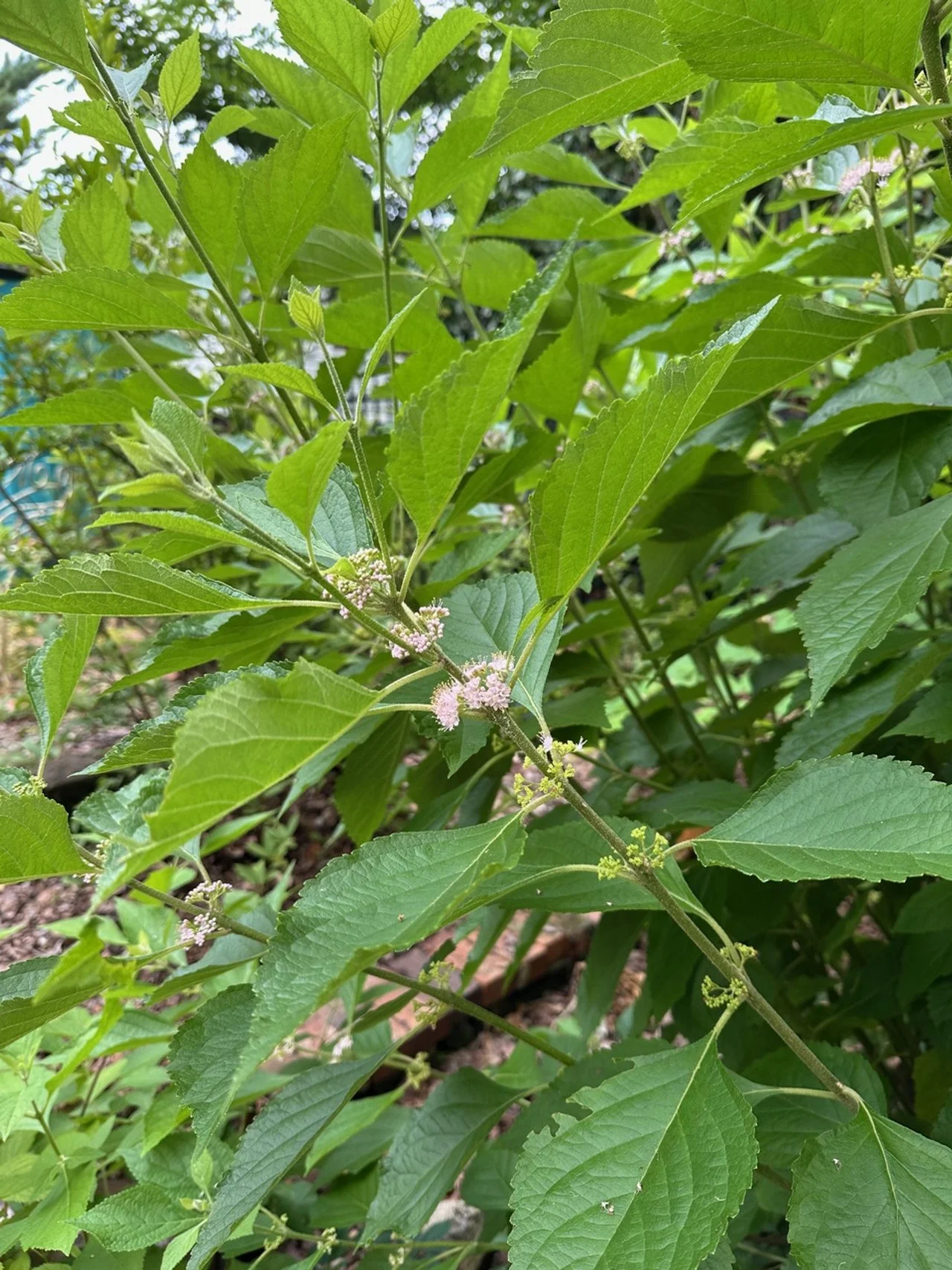 beautyberry flowers.jpeg