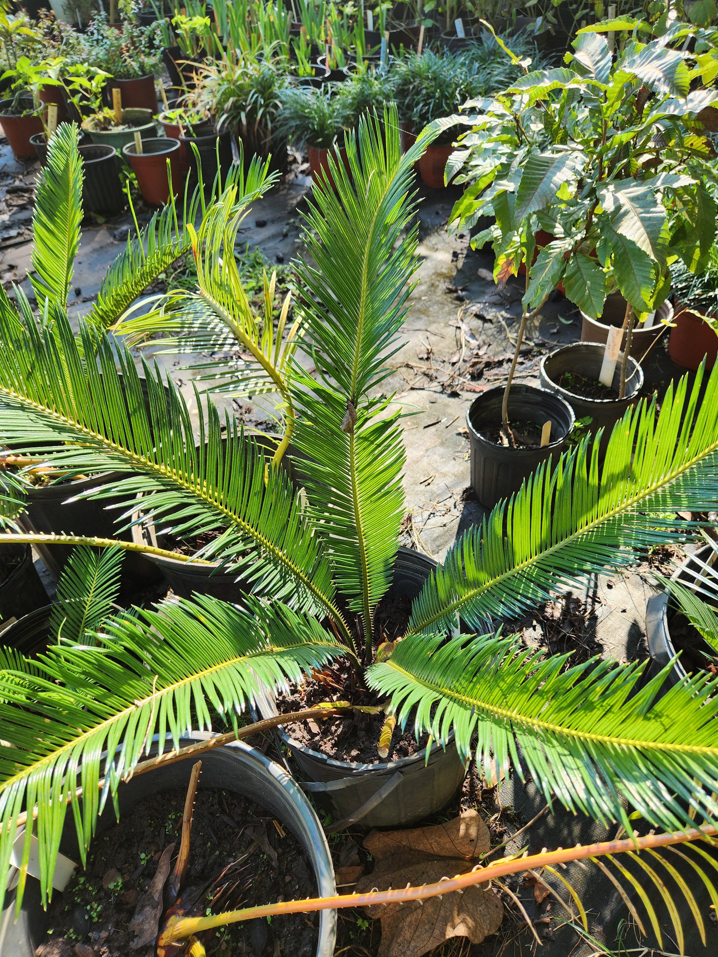 Sago Palm.jpg