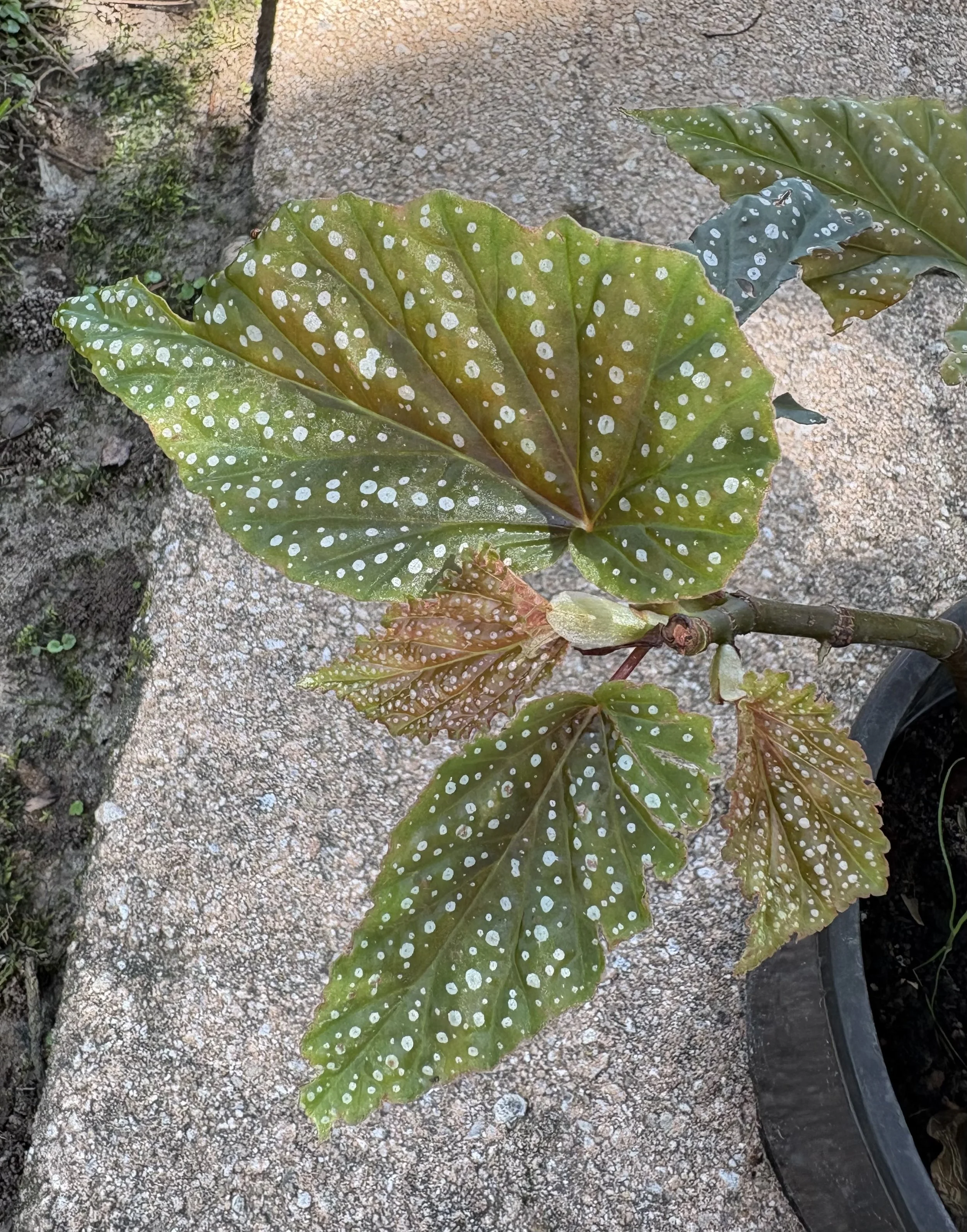 Polka Dot Begonia