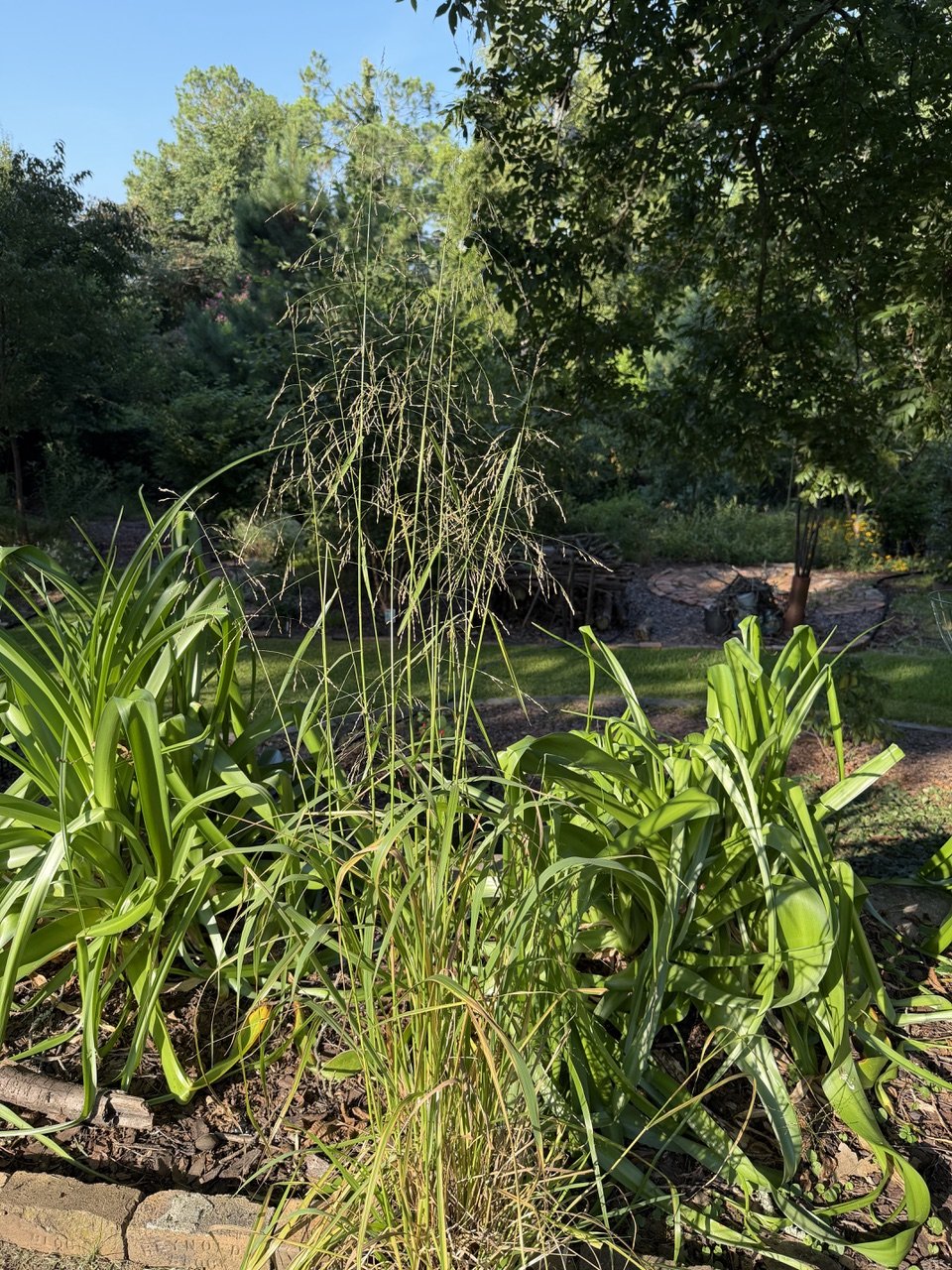 Grease grass.jpeg