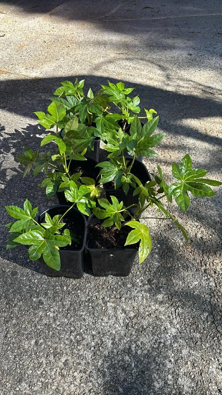 Fatsia babies.jpg