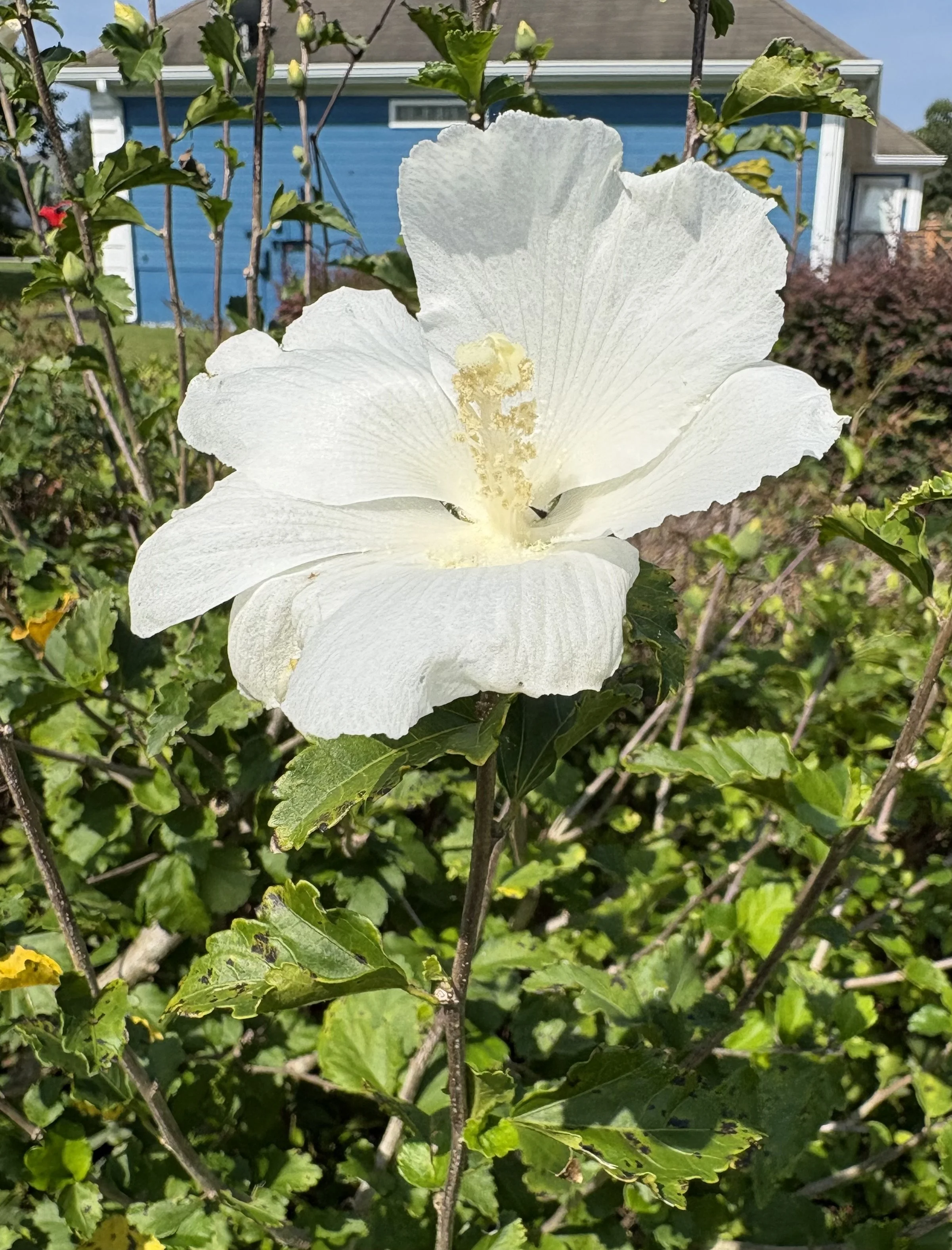 Hibiscus "Diana"