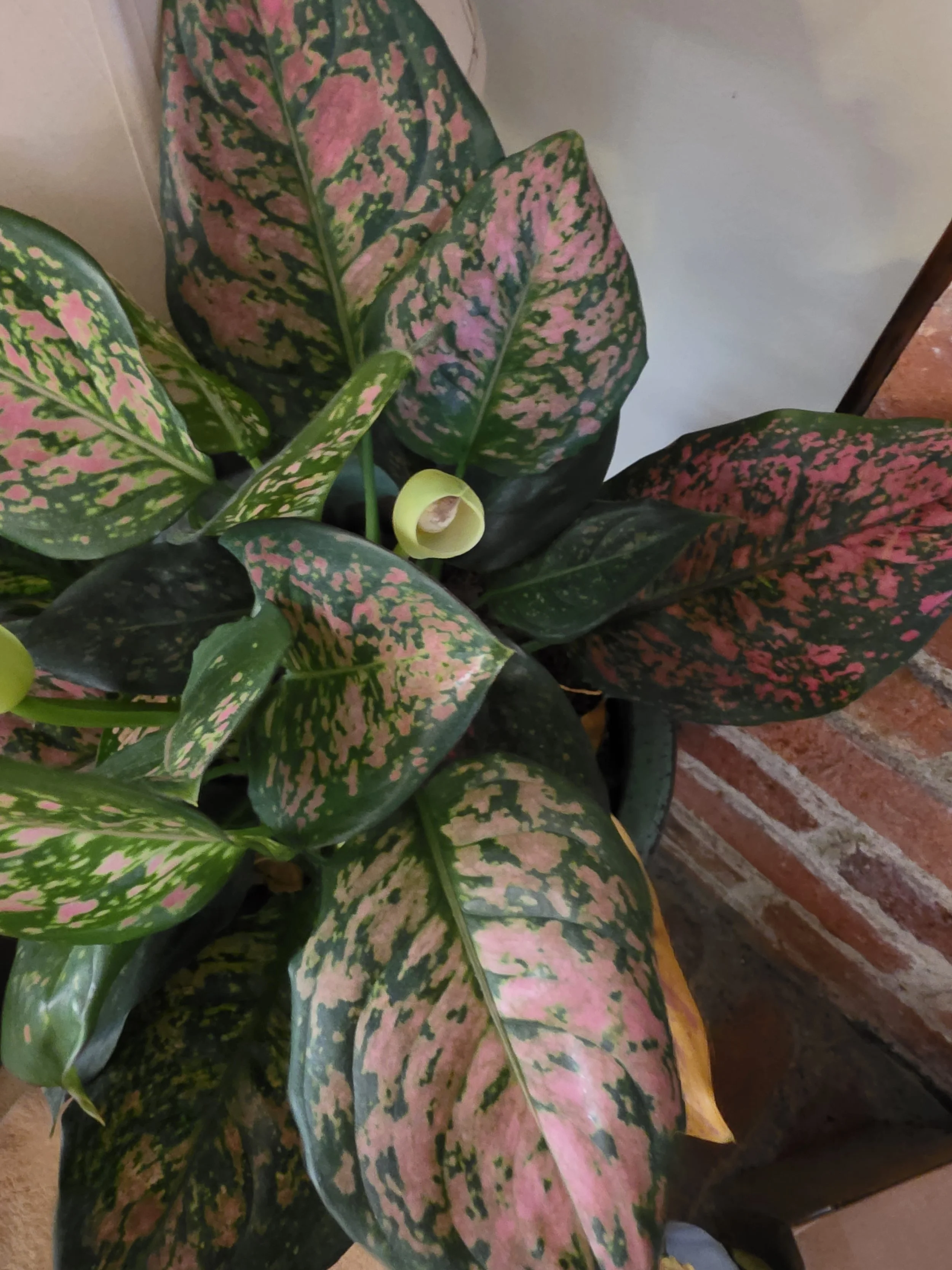 Chinese evergreen