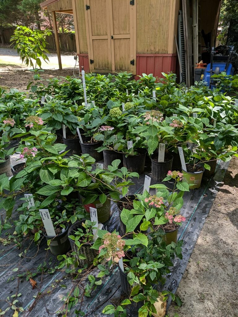 Hydrangea,general (Randy).JPG