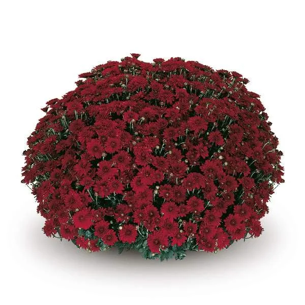 Camina Red Mum.jpeg