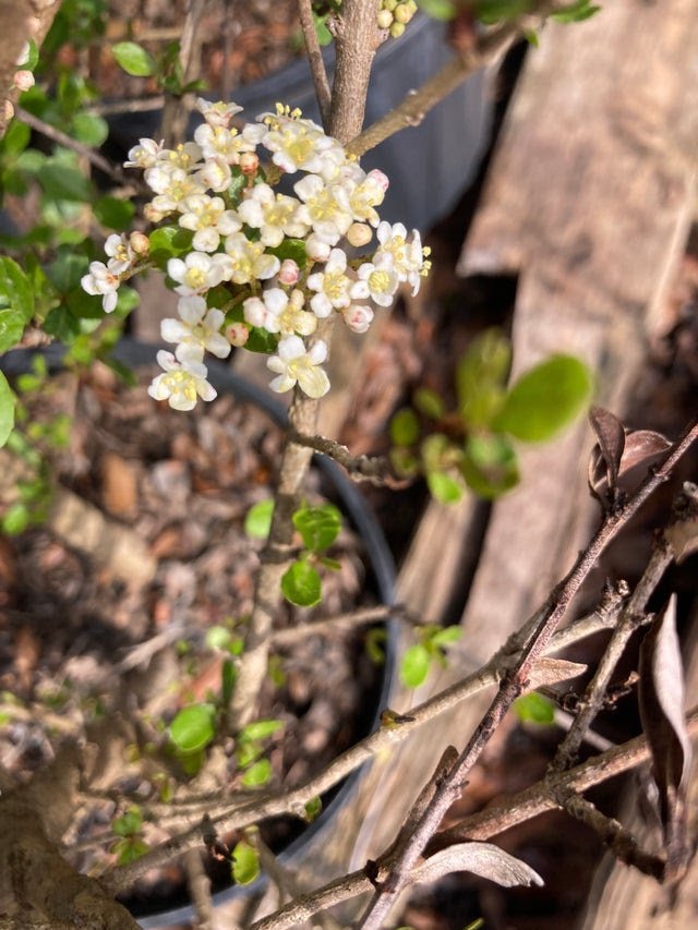 Mrs. Schiller's Delight viburnum.jpg