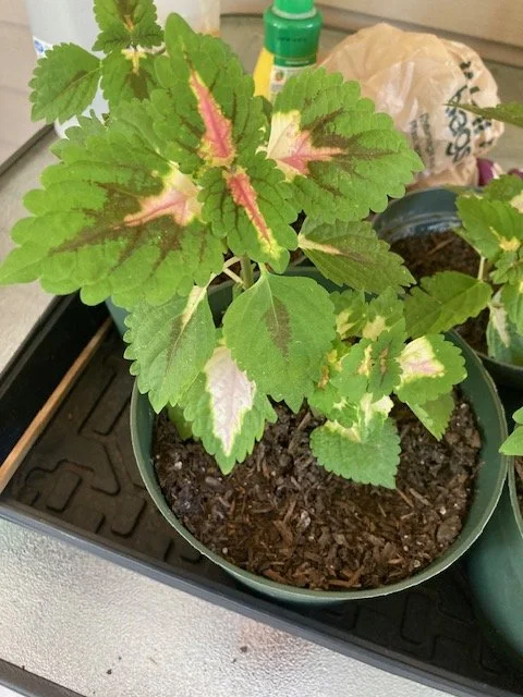 Coleus, Lecont (2).jpeg