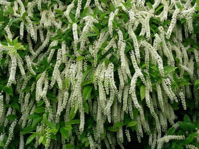 Virginia-Sweetspire .jpeg