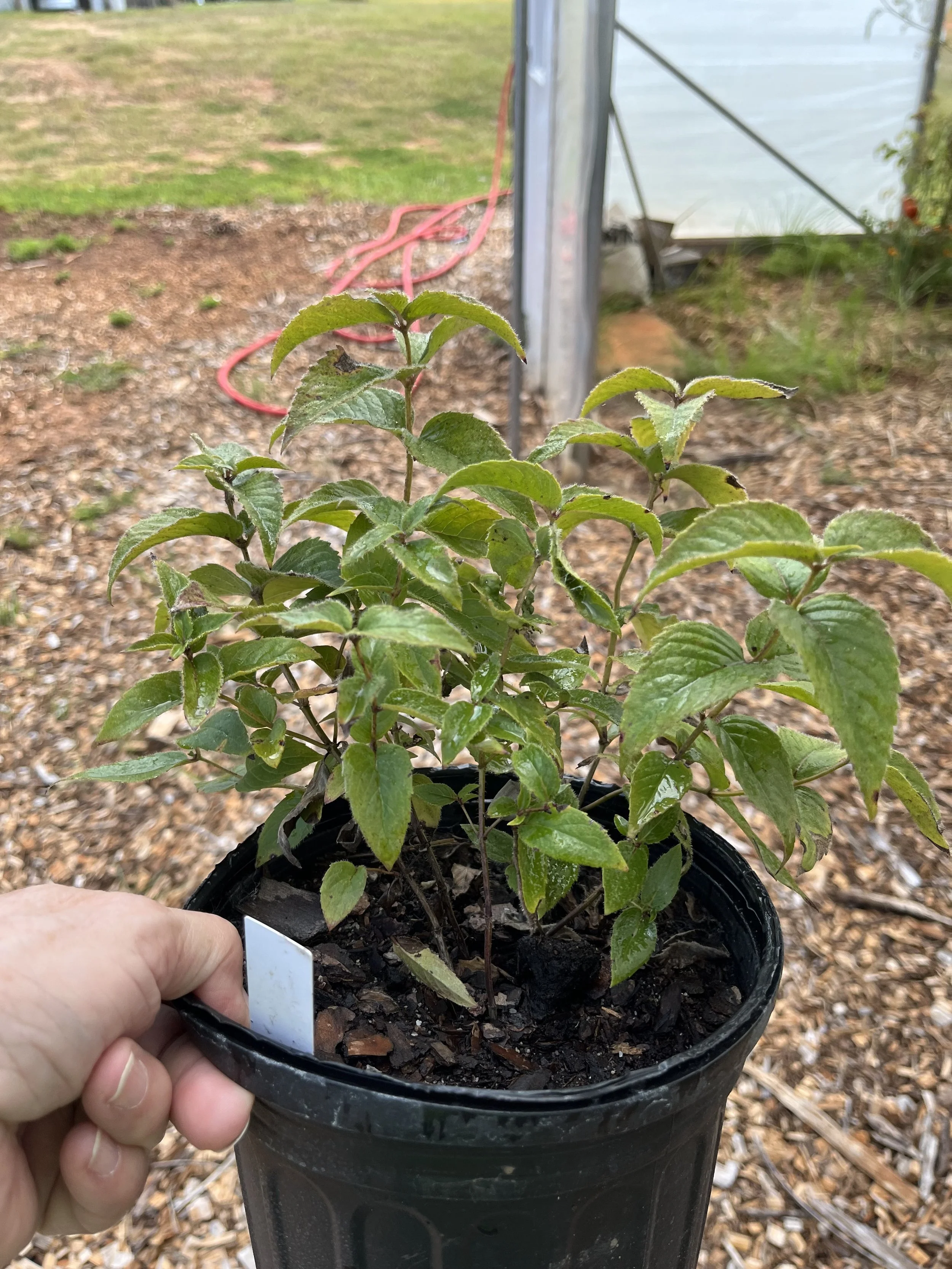 Bee balm.jpeg