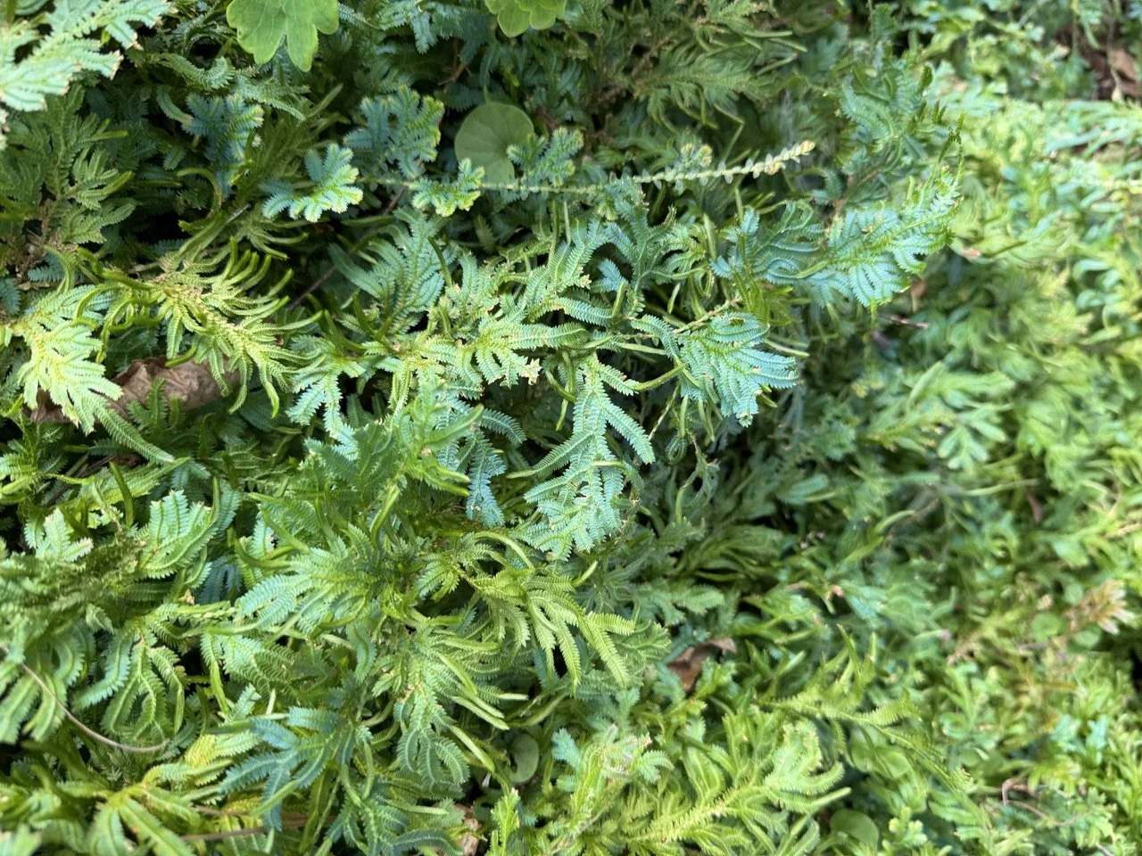 Peacock Moss/Peacock fern, Blue Spike Moss, Selaginella