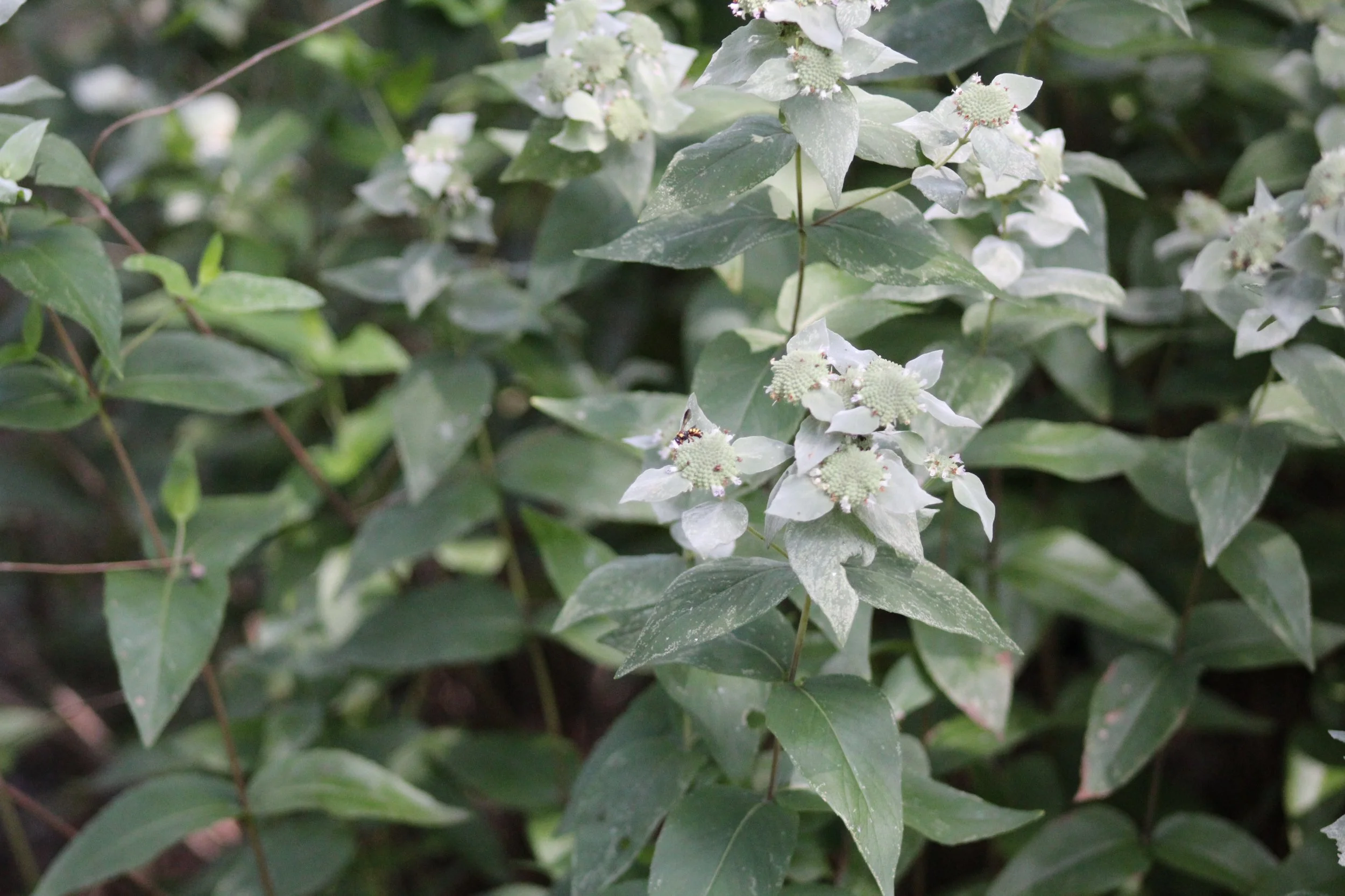 Blunt Mountain Mint