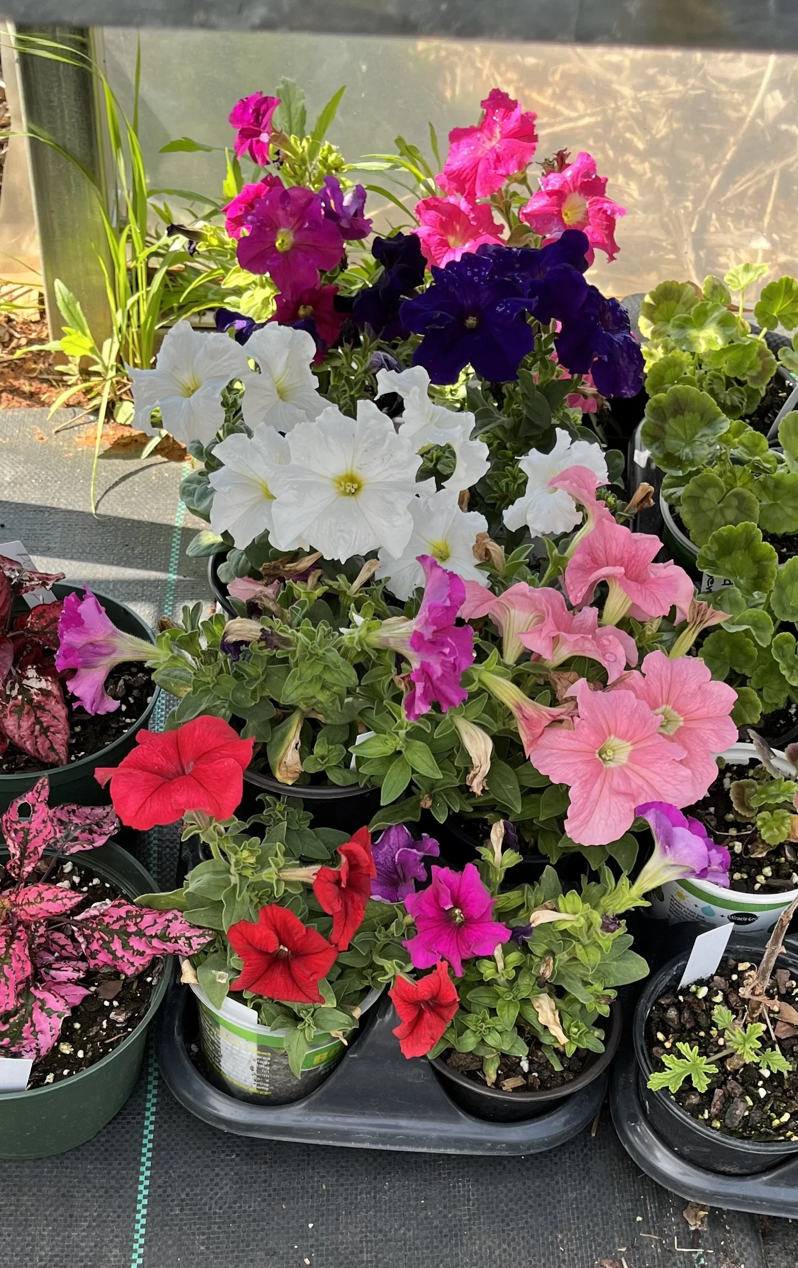 Petunias.jpeg