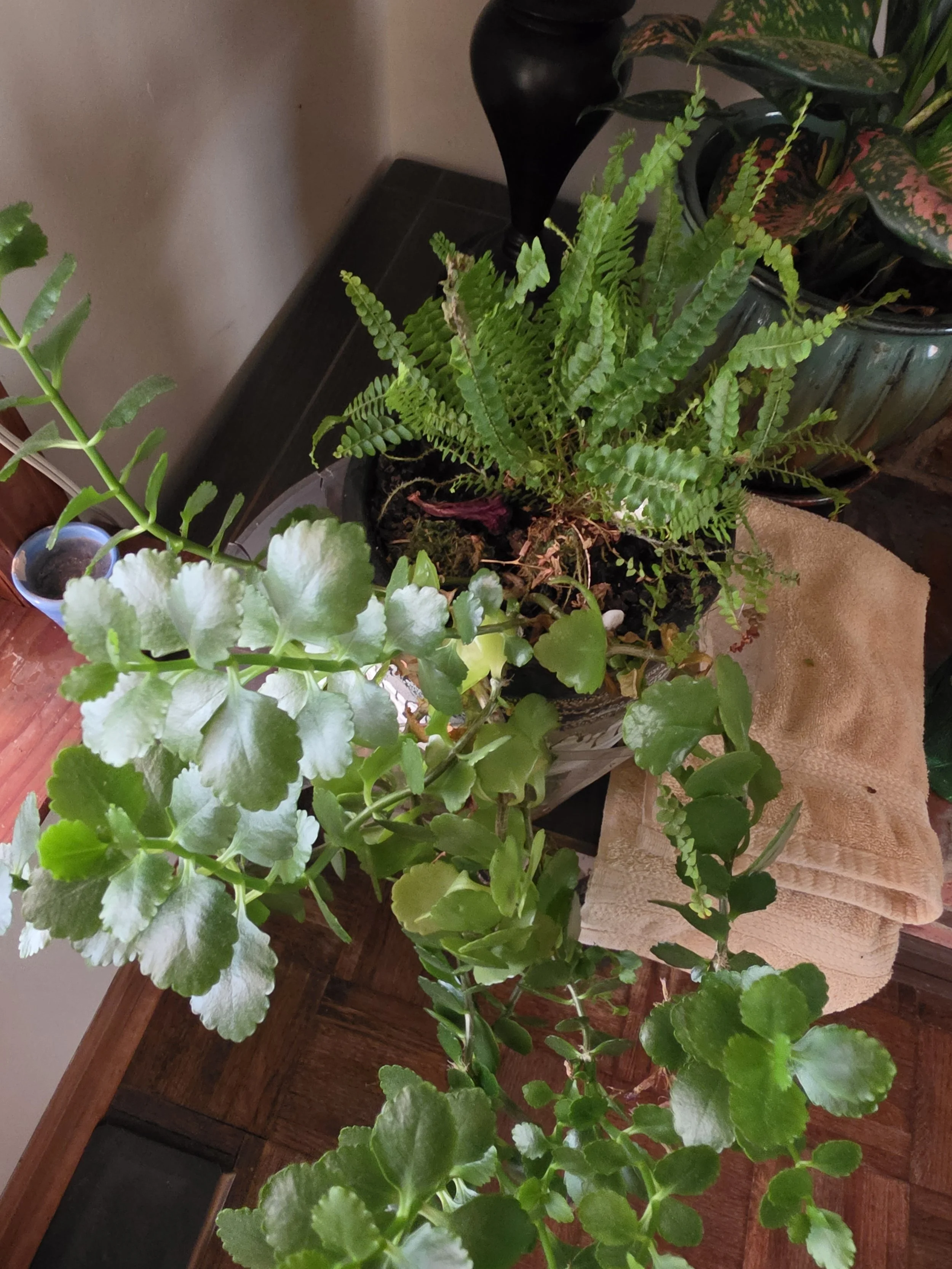 dish garden 2 sikes.jpg