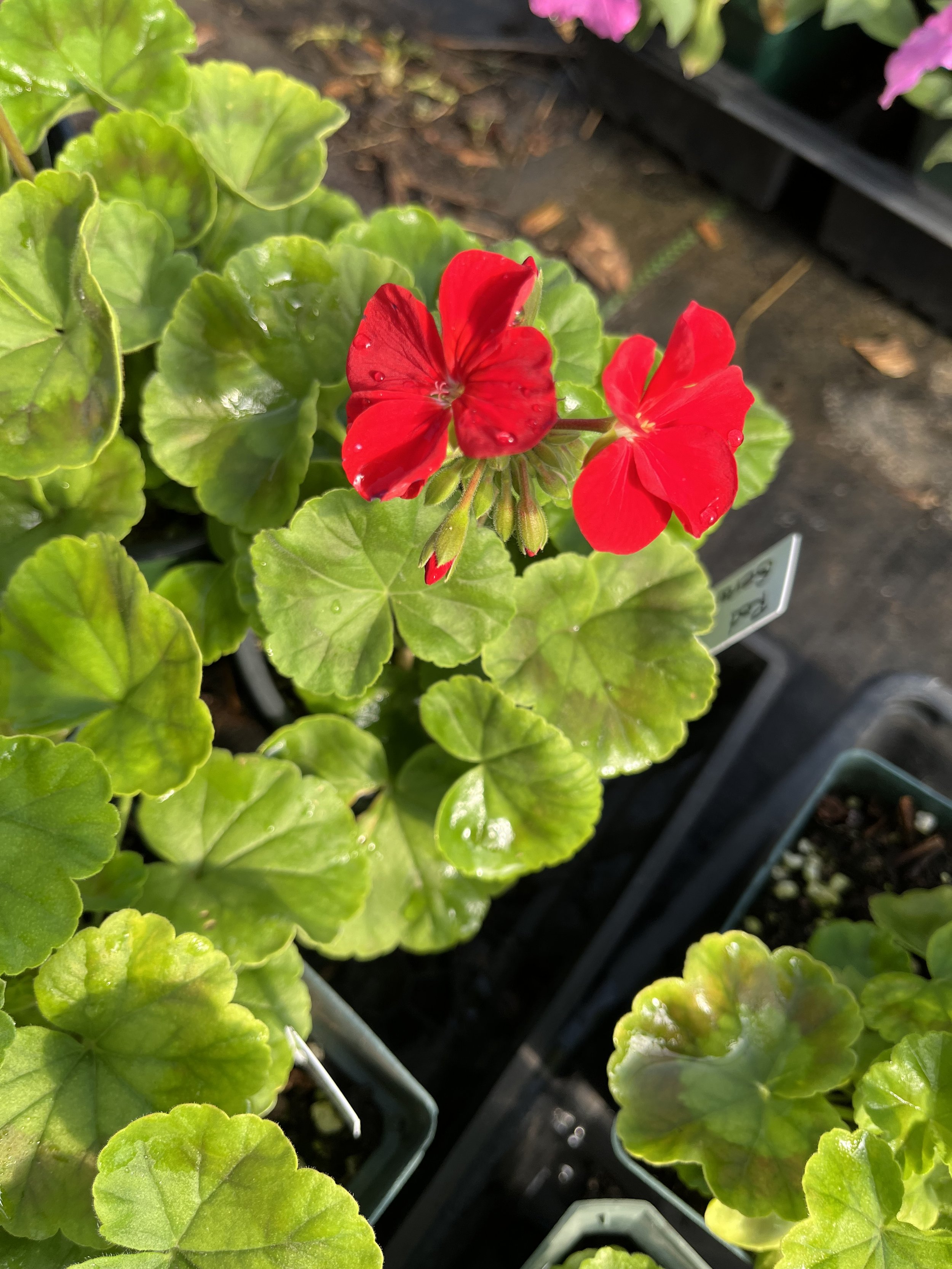 Geranium w flower.jpeg