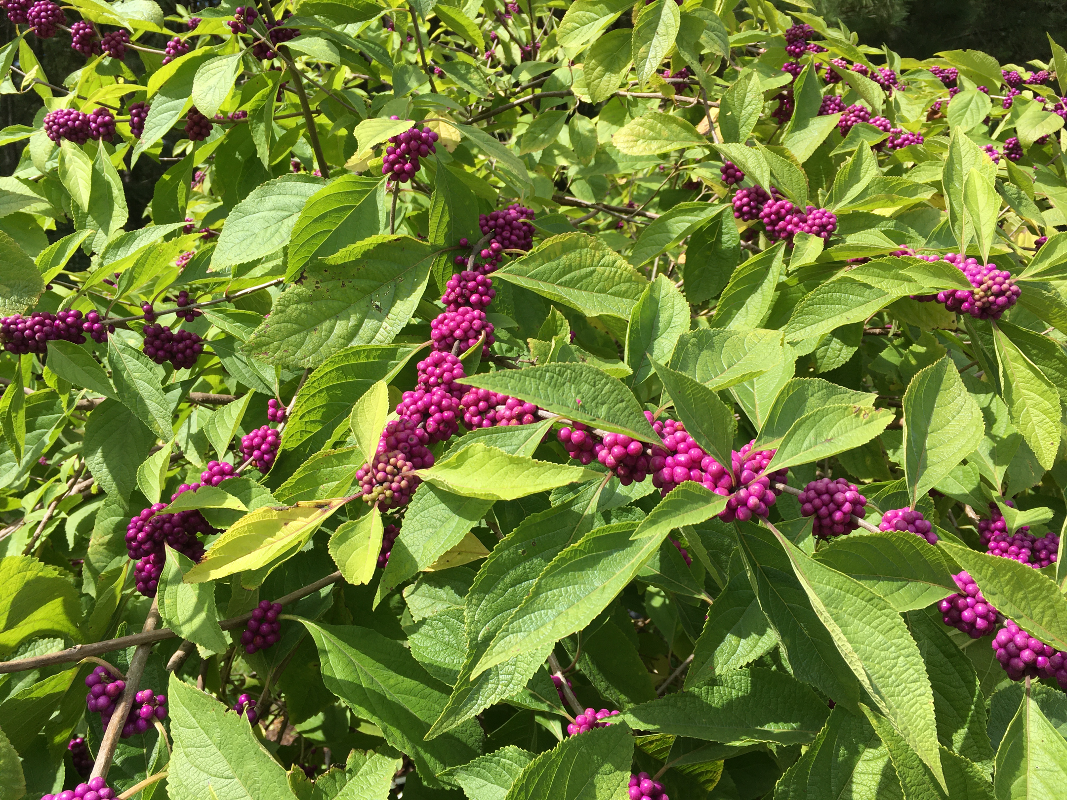 Beautyberry, closeup.png