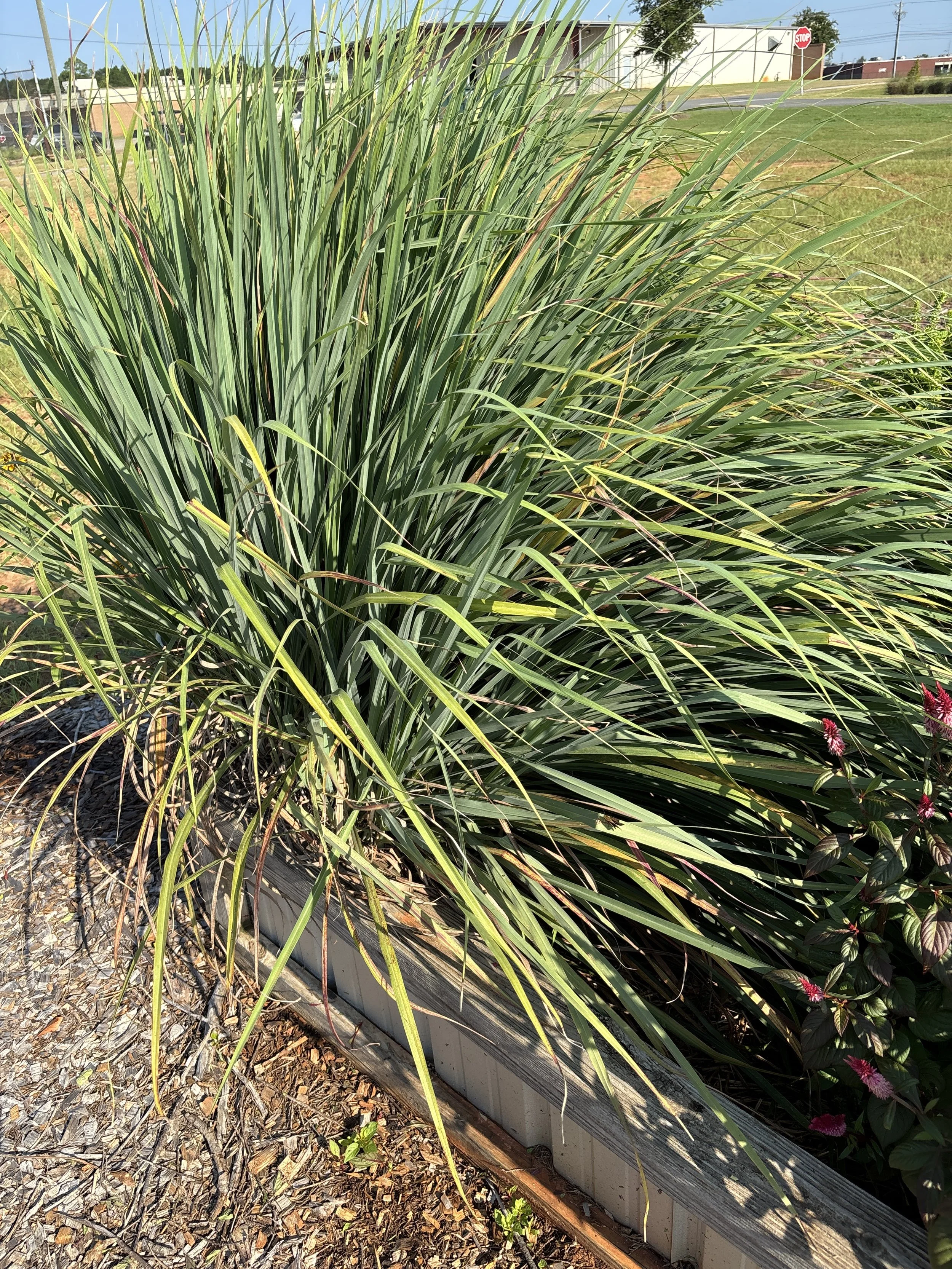 Lemongrass.jpeg