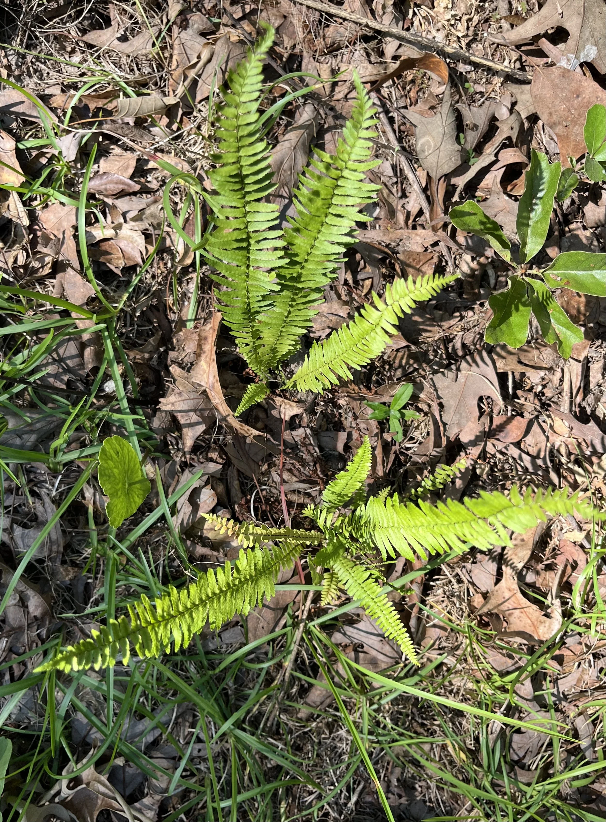Ebony spleenwort fern (2).jpeg