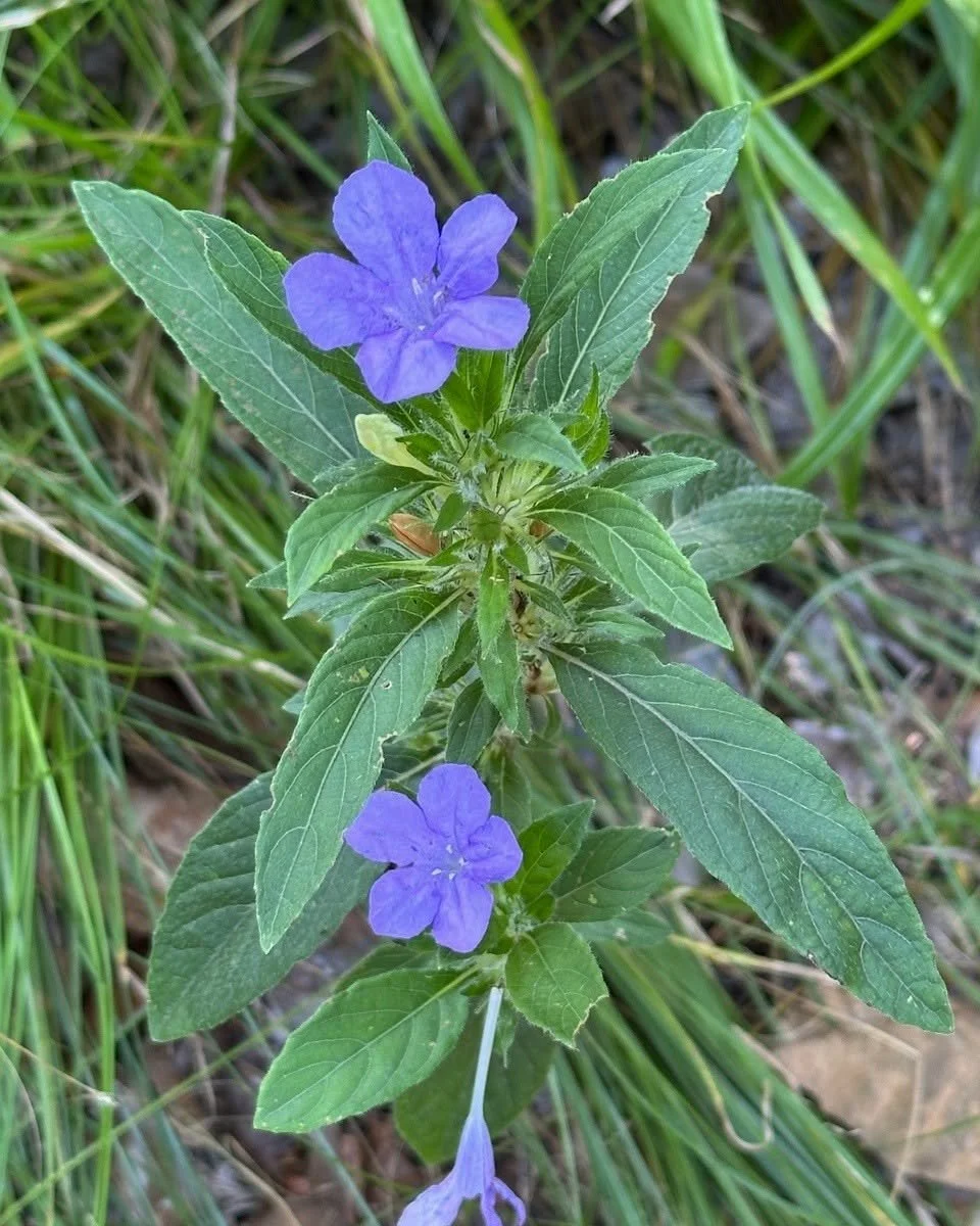 Carolina Petunia