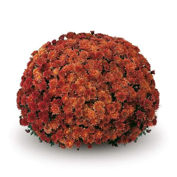 Belgium mum ‘Padre Orange’