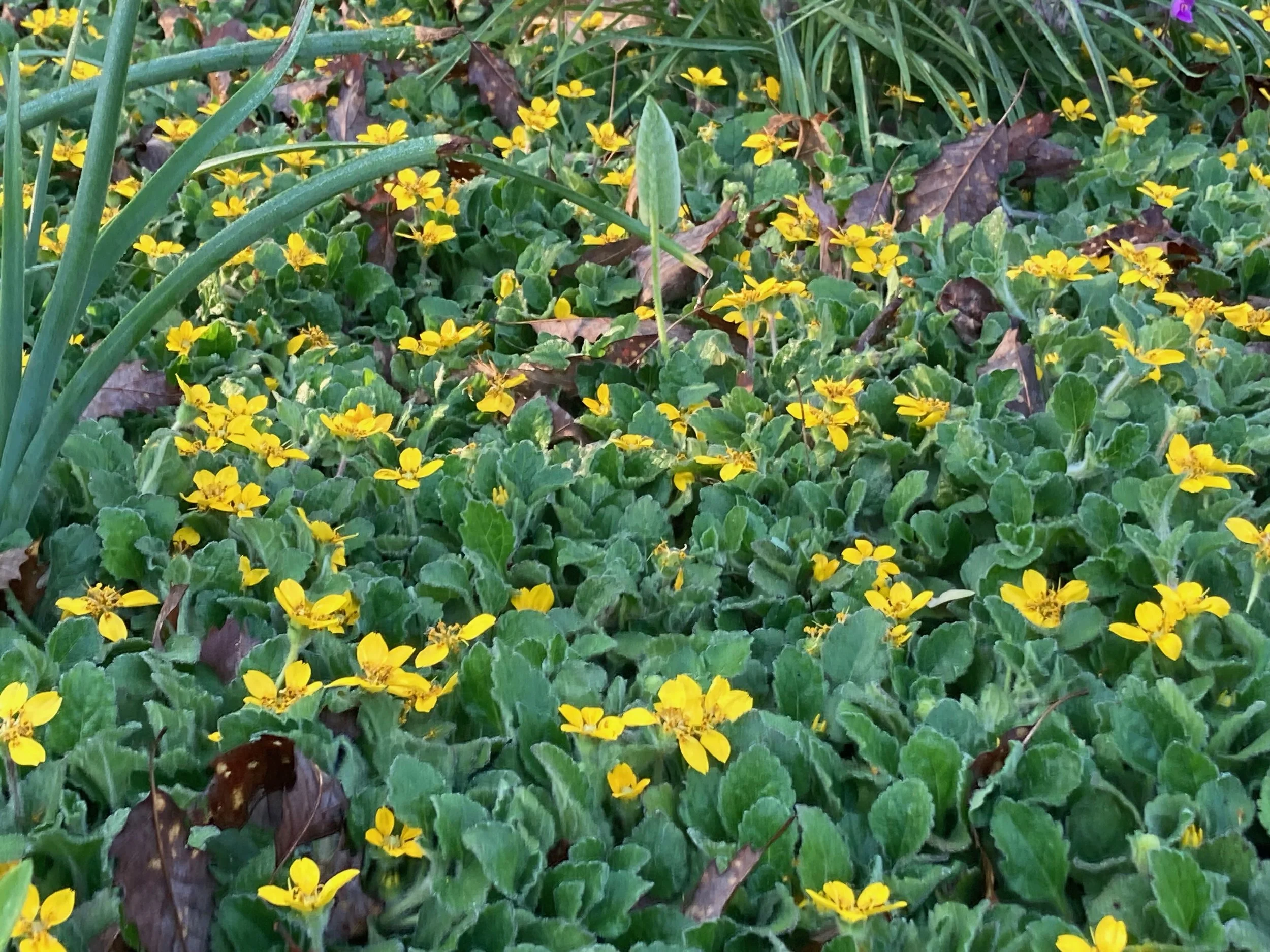 Green & Gold, flowers.jpeg