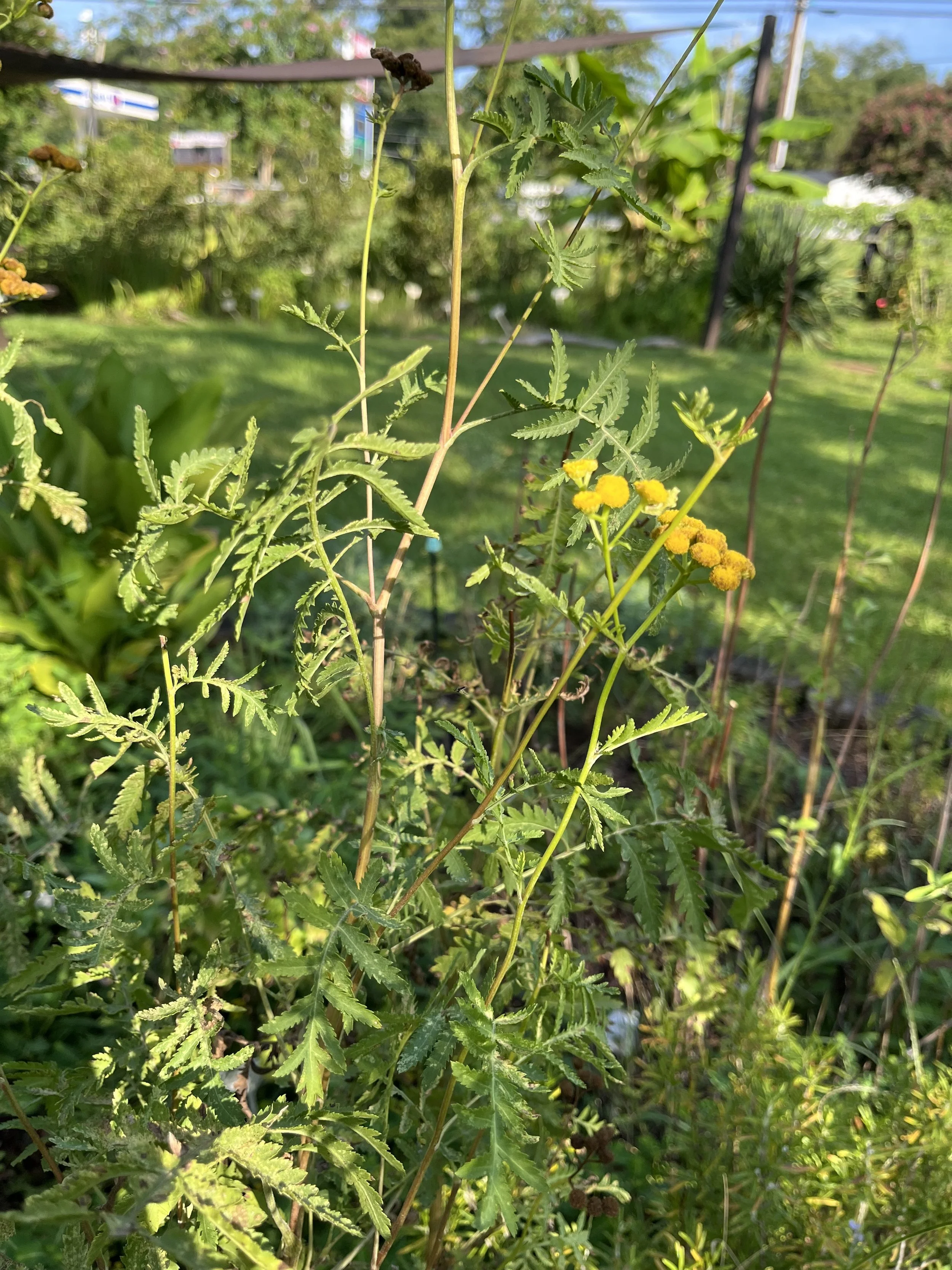 Tansy.jpeg
