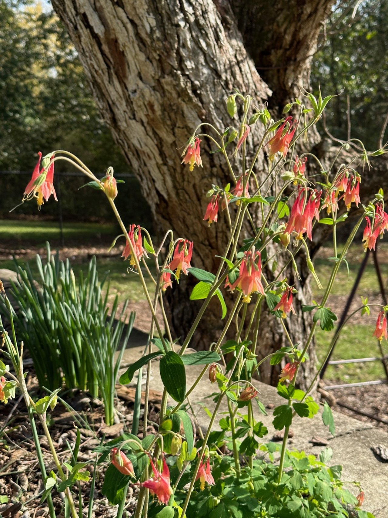 native columbine.jpeg