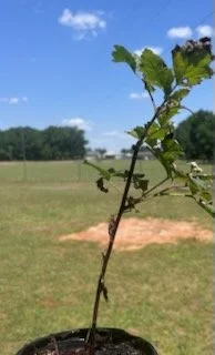 Raspberry plant.jpeg