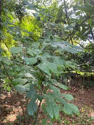 Red mulberry.jpeg