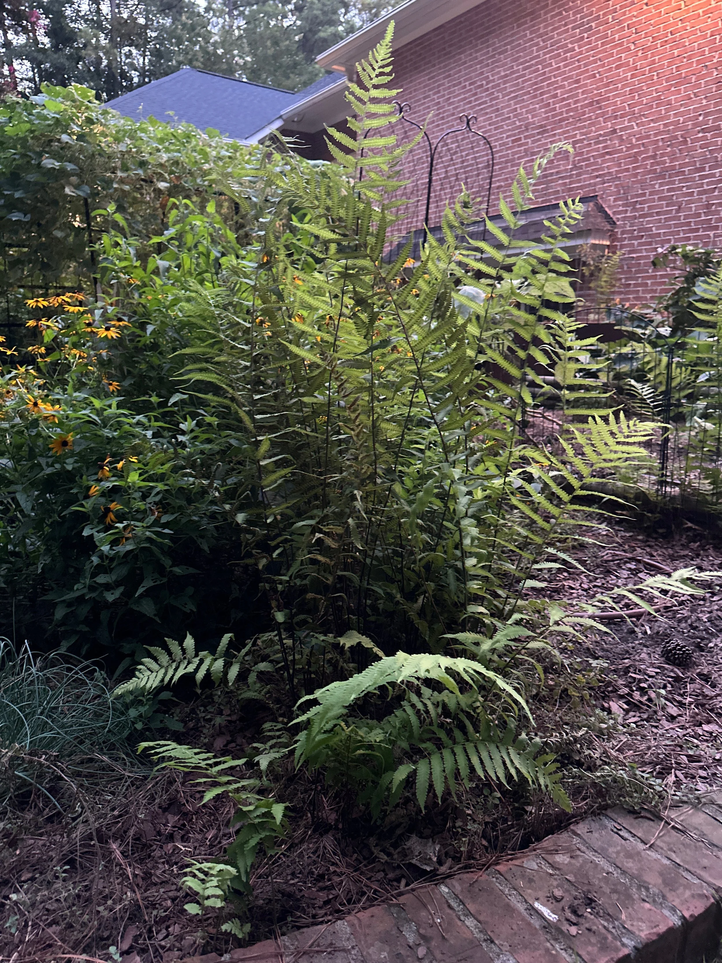 Wood fern or Log fern (3).jpeg