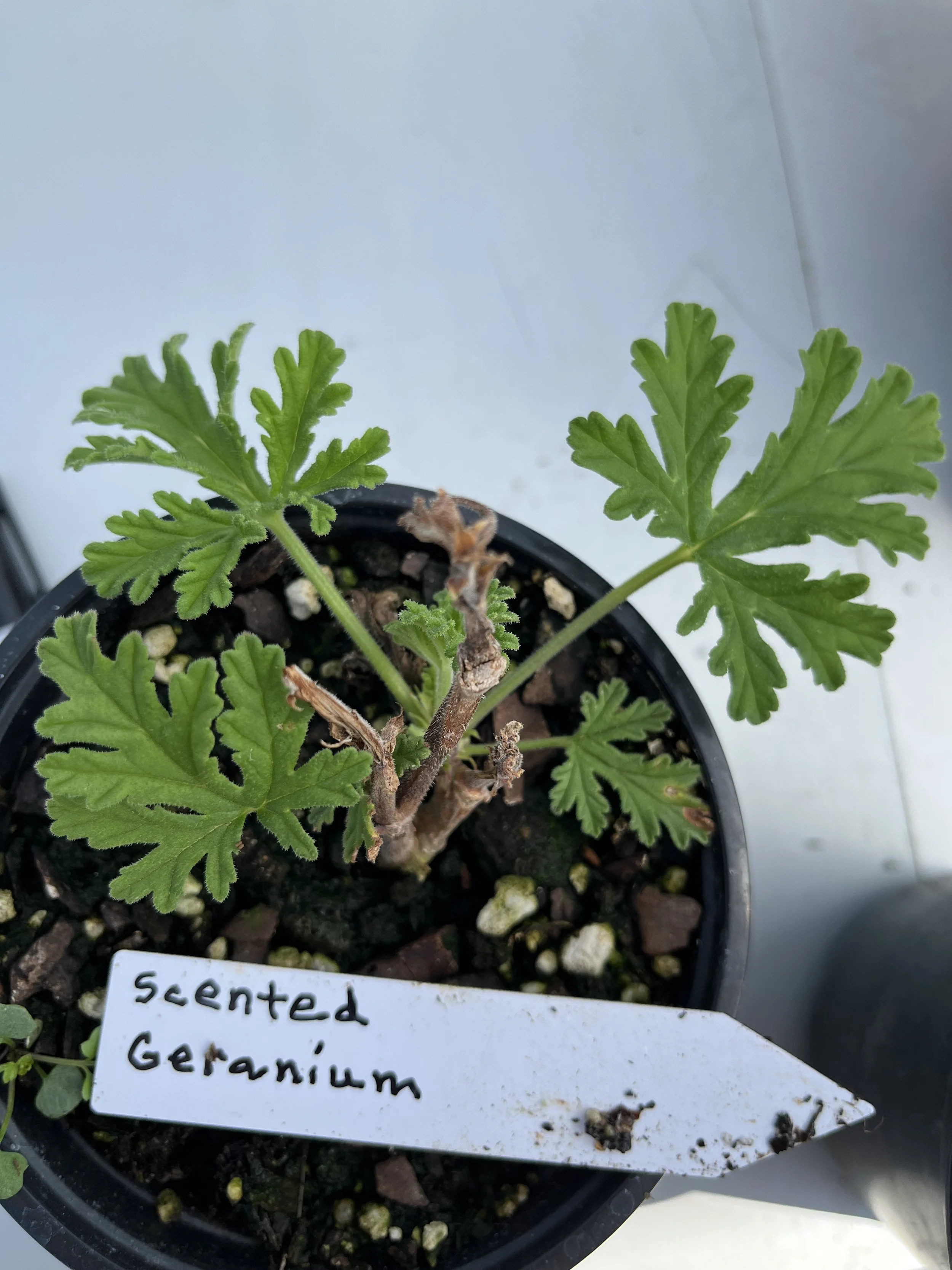 geranium, scented.jpeg