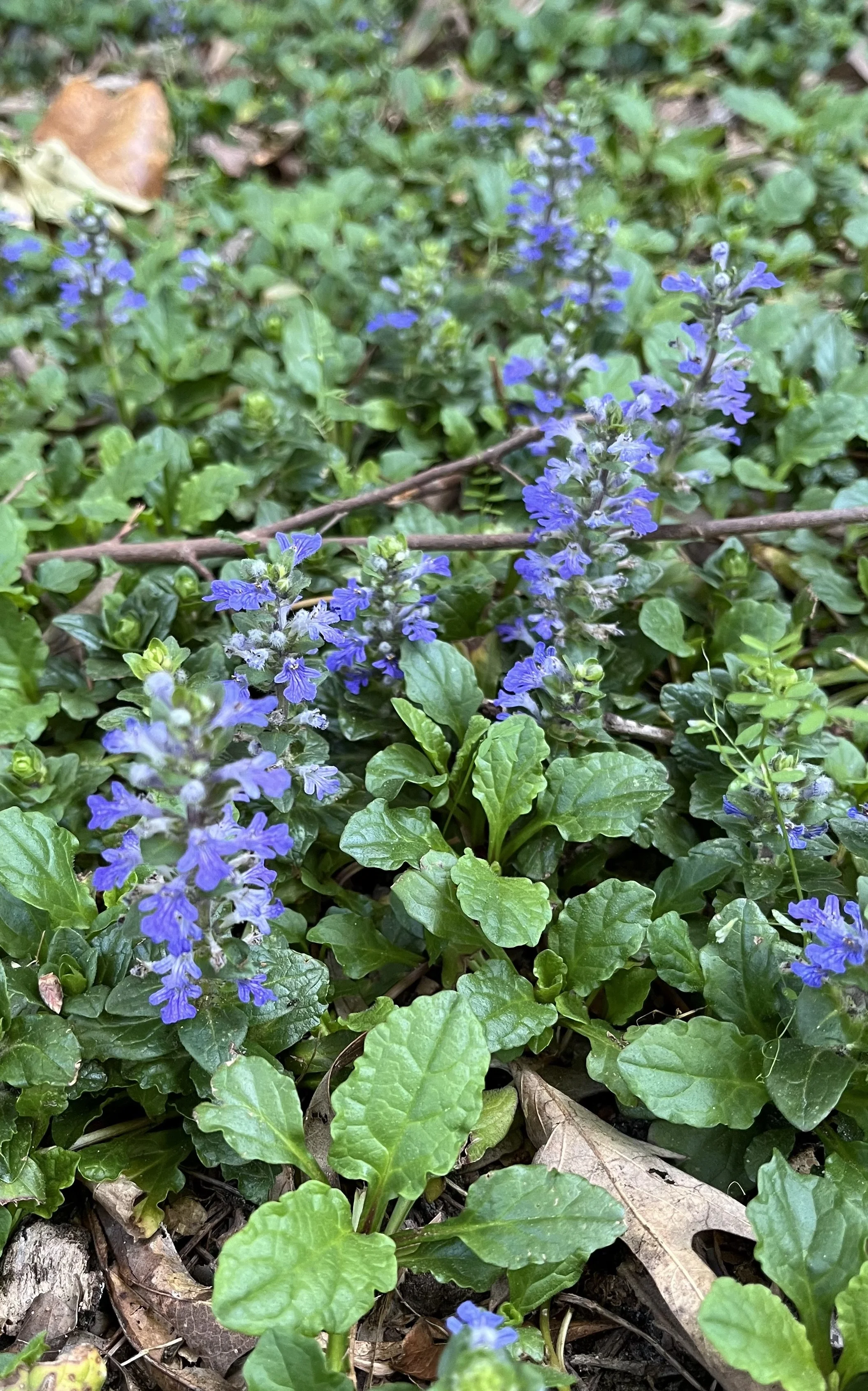 Ajuga.jpeg