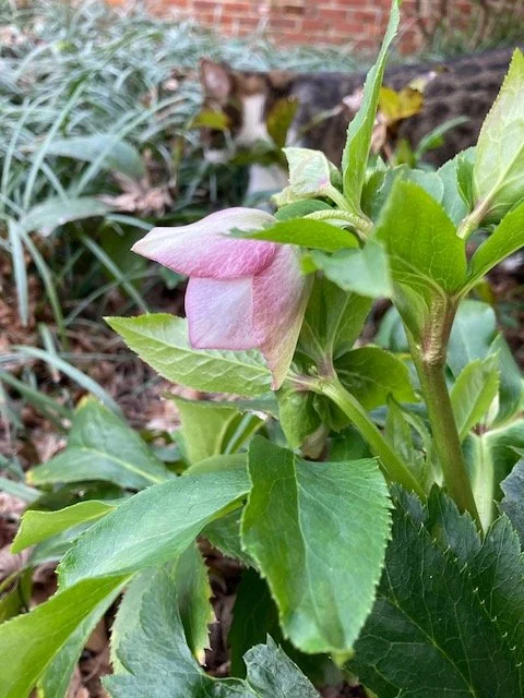 Hellebores; "Lenten Rose"