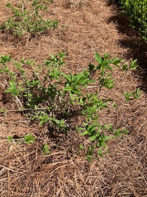 Hydrangea 'Lime Light'