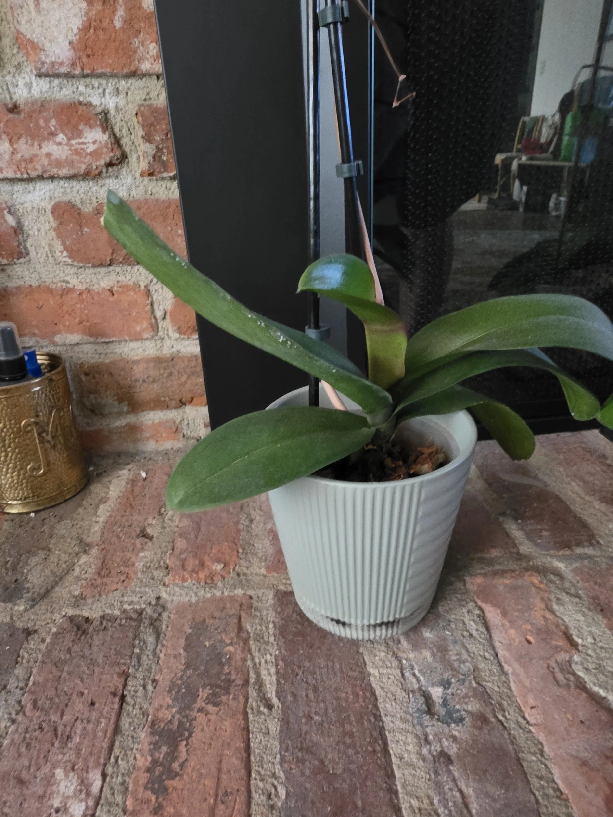 orchid sikes.jpg