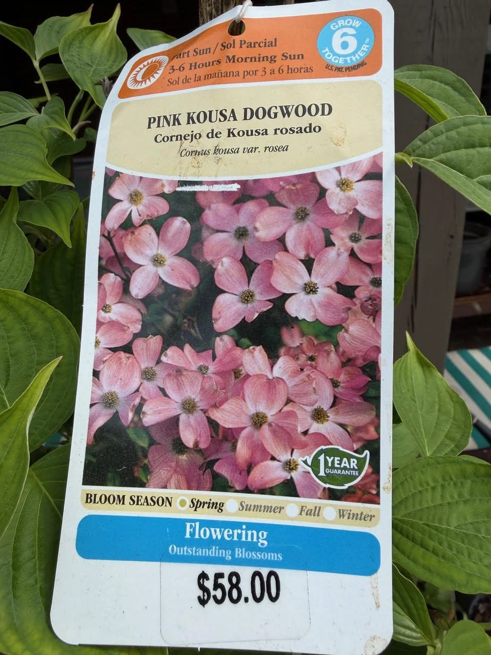 Pink kousa dogwood.jpg