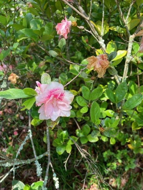 Azalea
