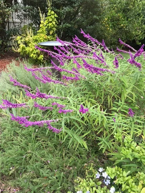 Mexican bush sage.jpeg