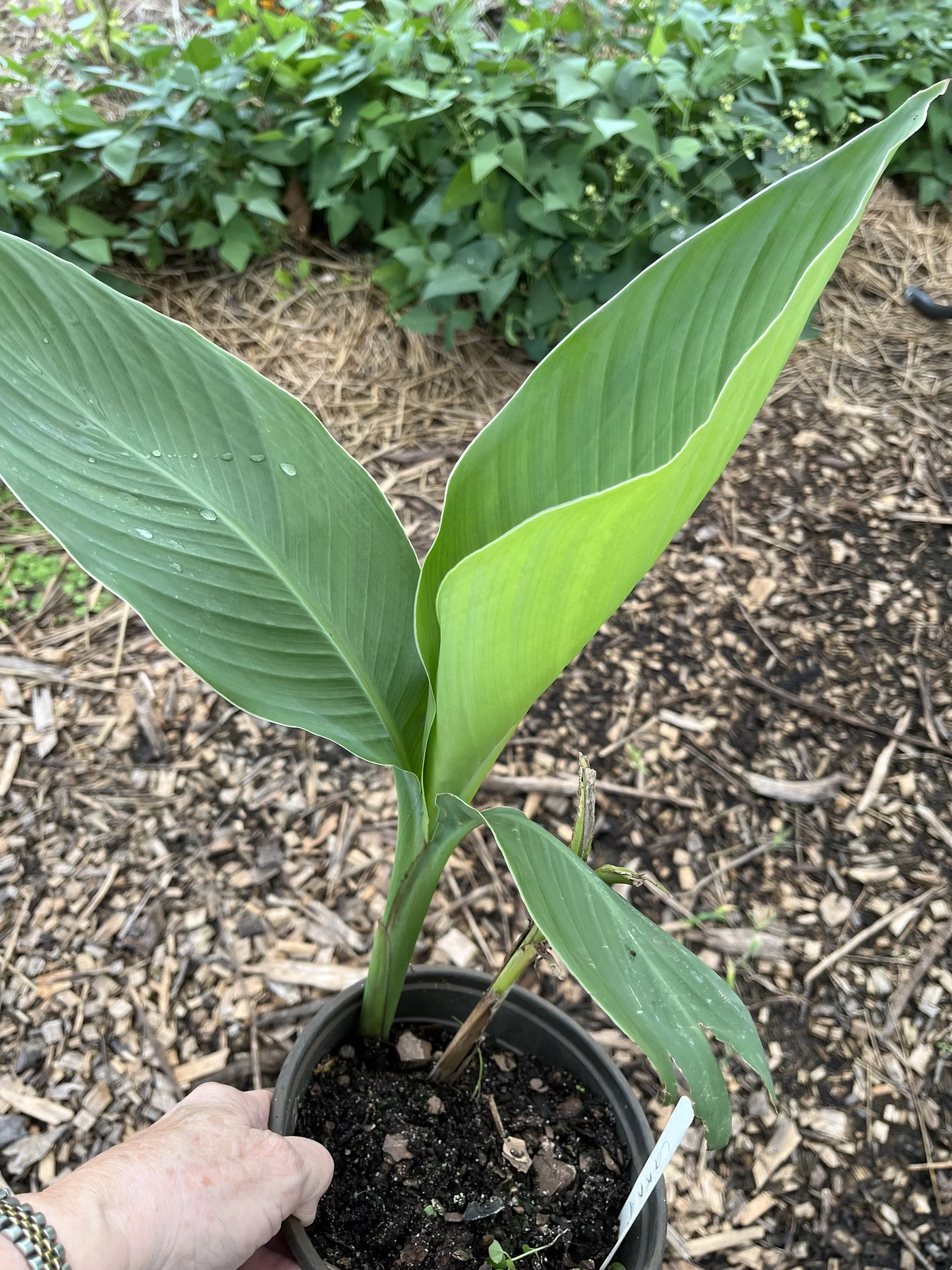 Canna, unk. color.jpeg