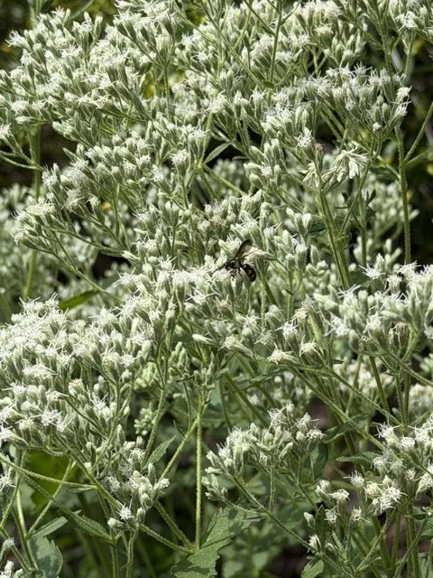 Boneset