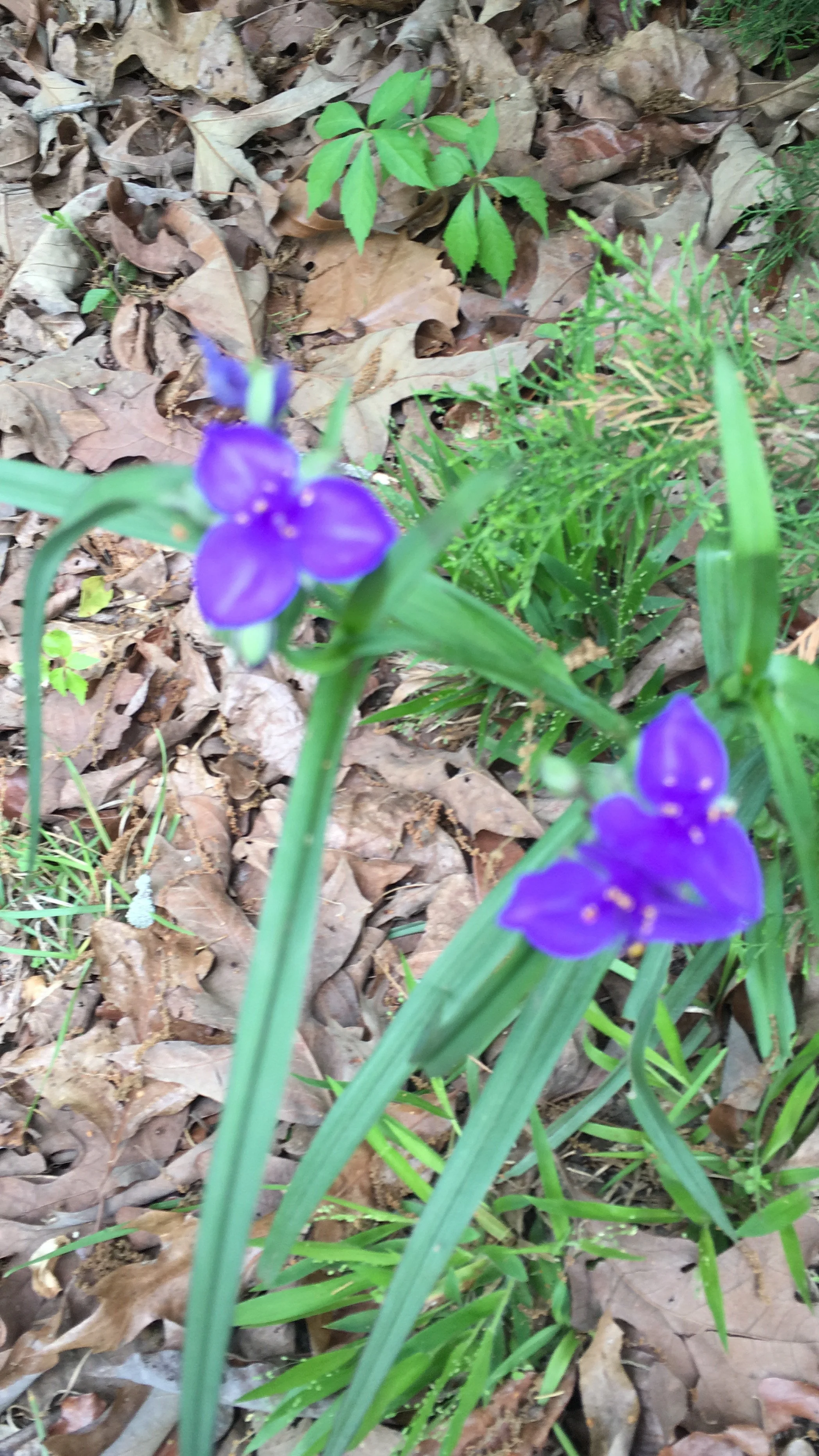 Spiderwort.jpeg