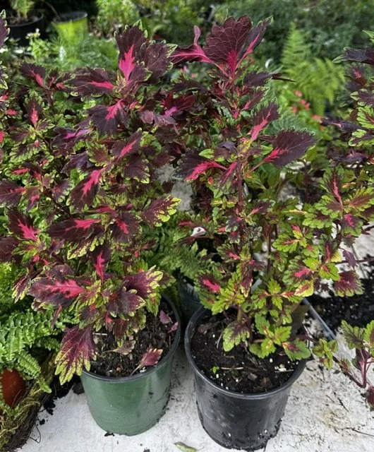 Coleus 'Flame Thrower'.jpeg