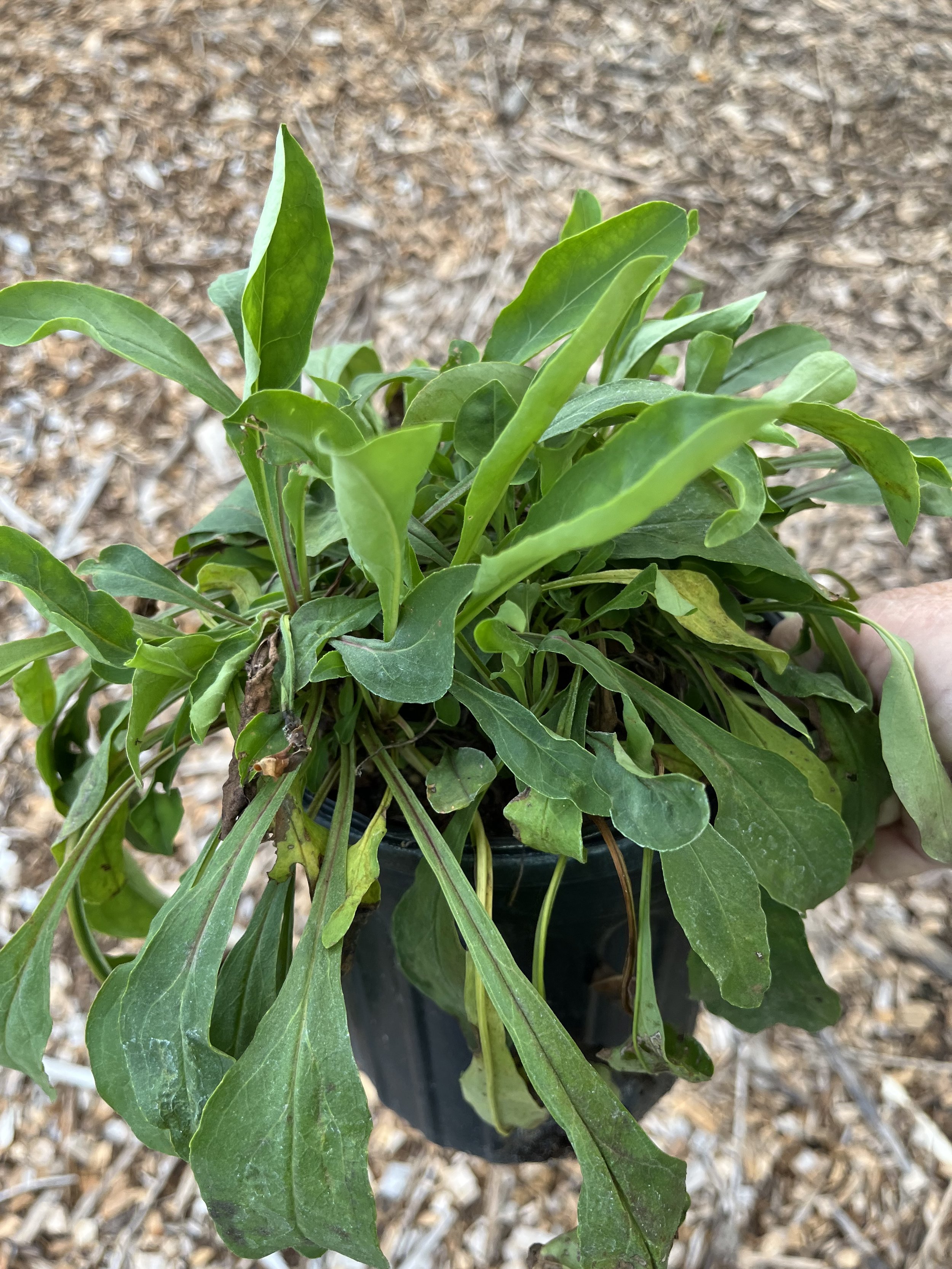 Beardtongue.jpeg