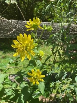Starry Rosinweed