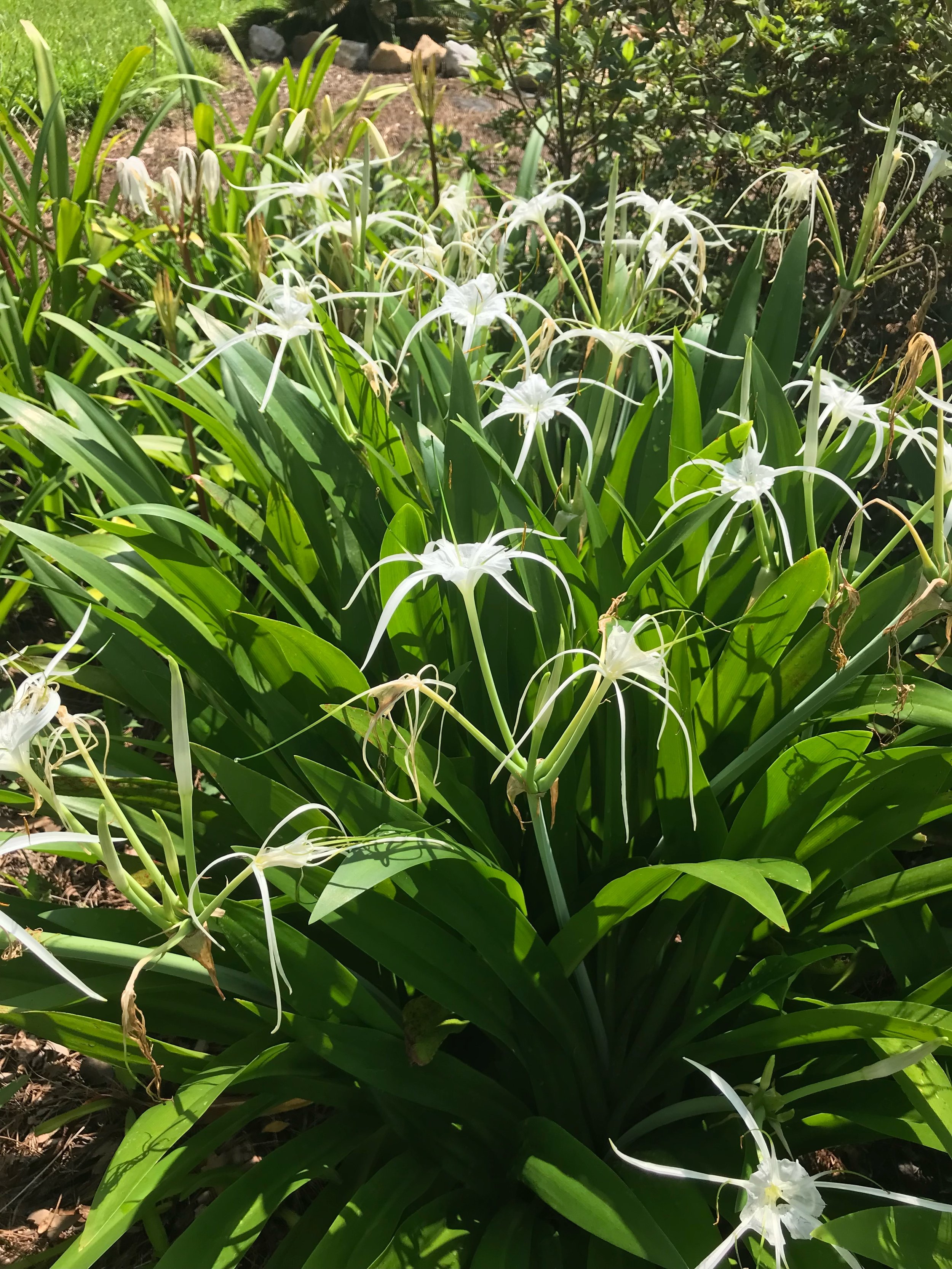 Peruvian daffodils (2).jpeg