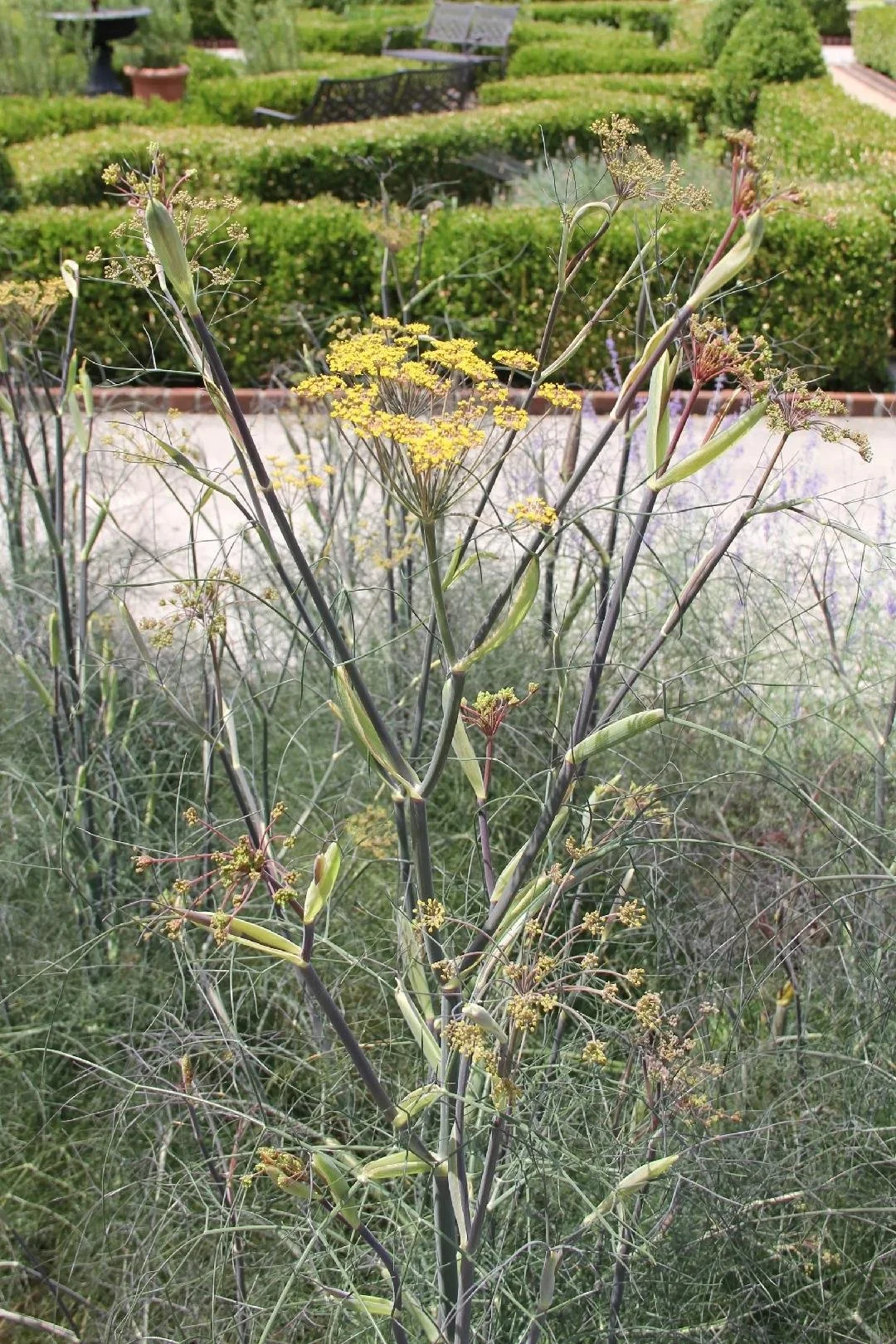 Bronze Fennel